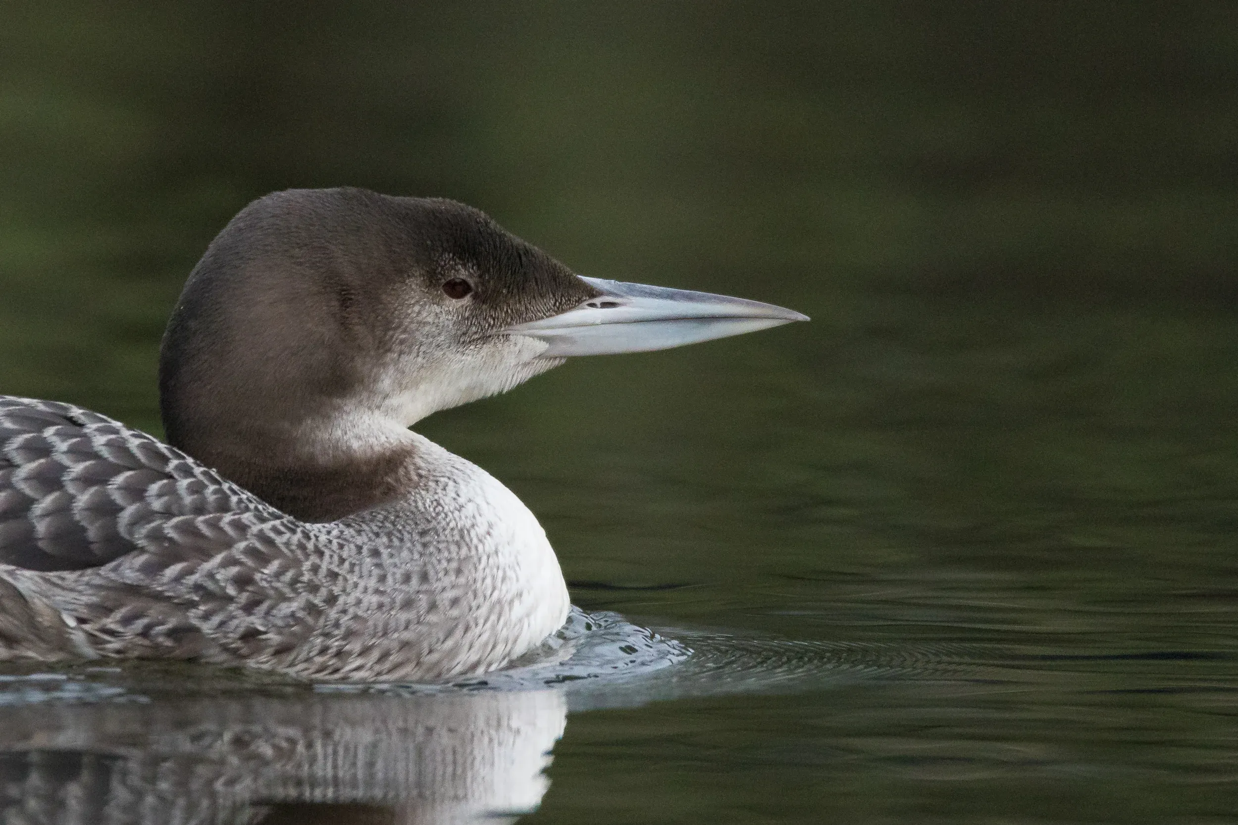 A headshot. Quite easy to make as this big bird is often within 5 meters of you.