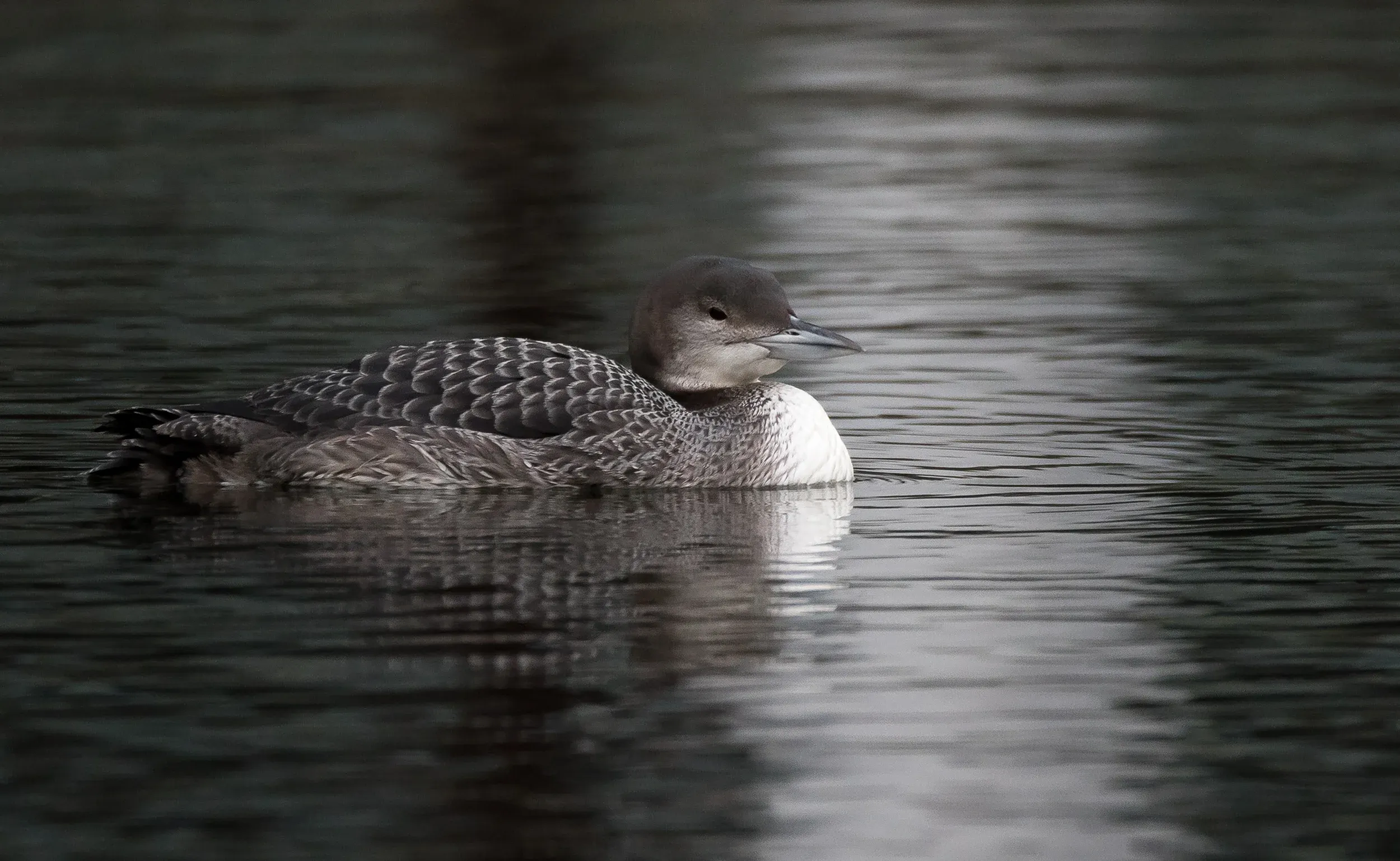 Almost perfectly camouflaged.