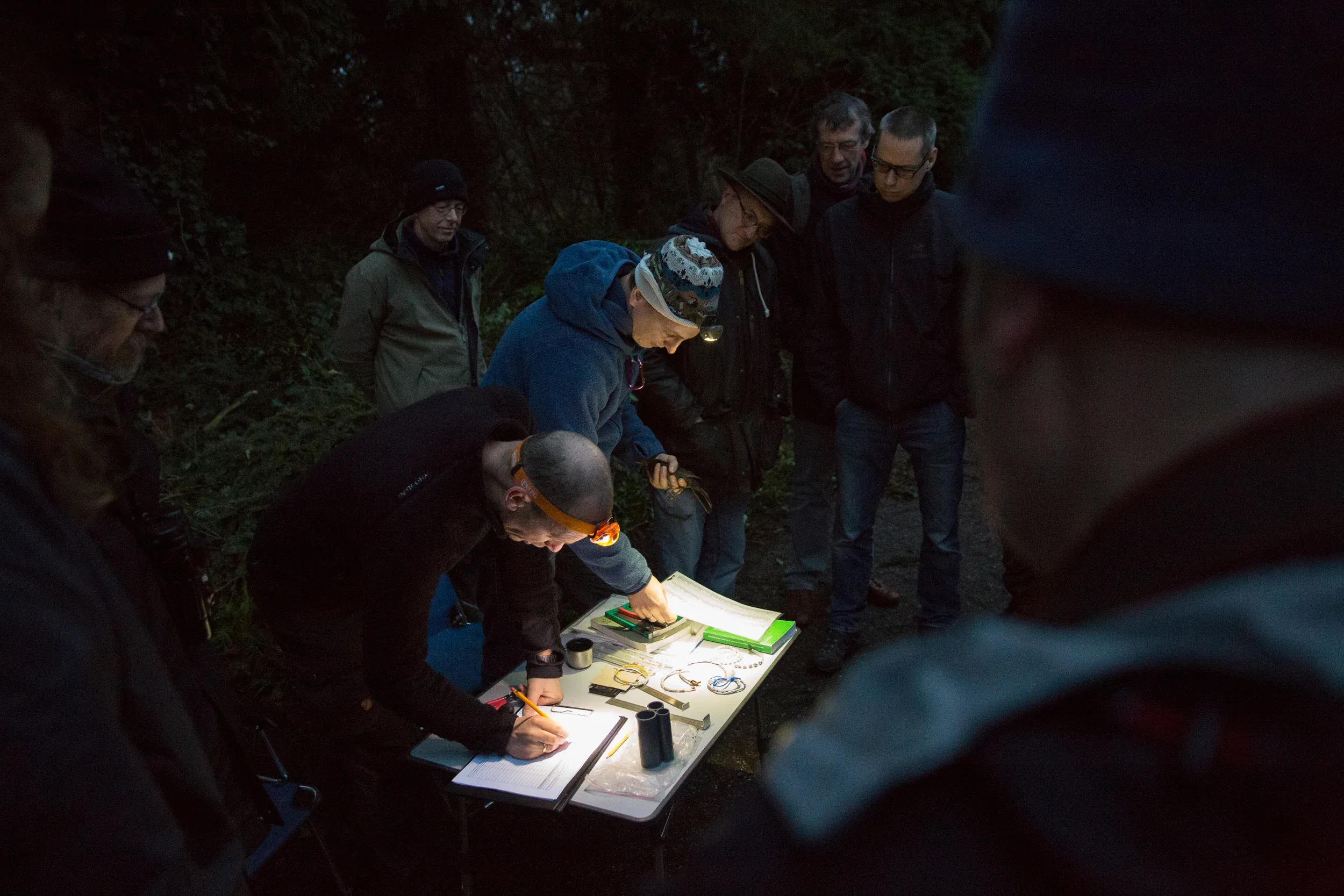 After the mist nets were placed, a little before 8 in the morning, the first bird was caught: a Eurasian blackbird.