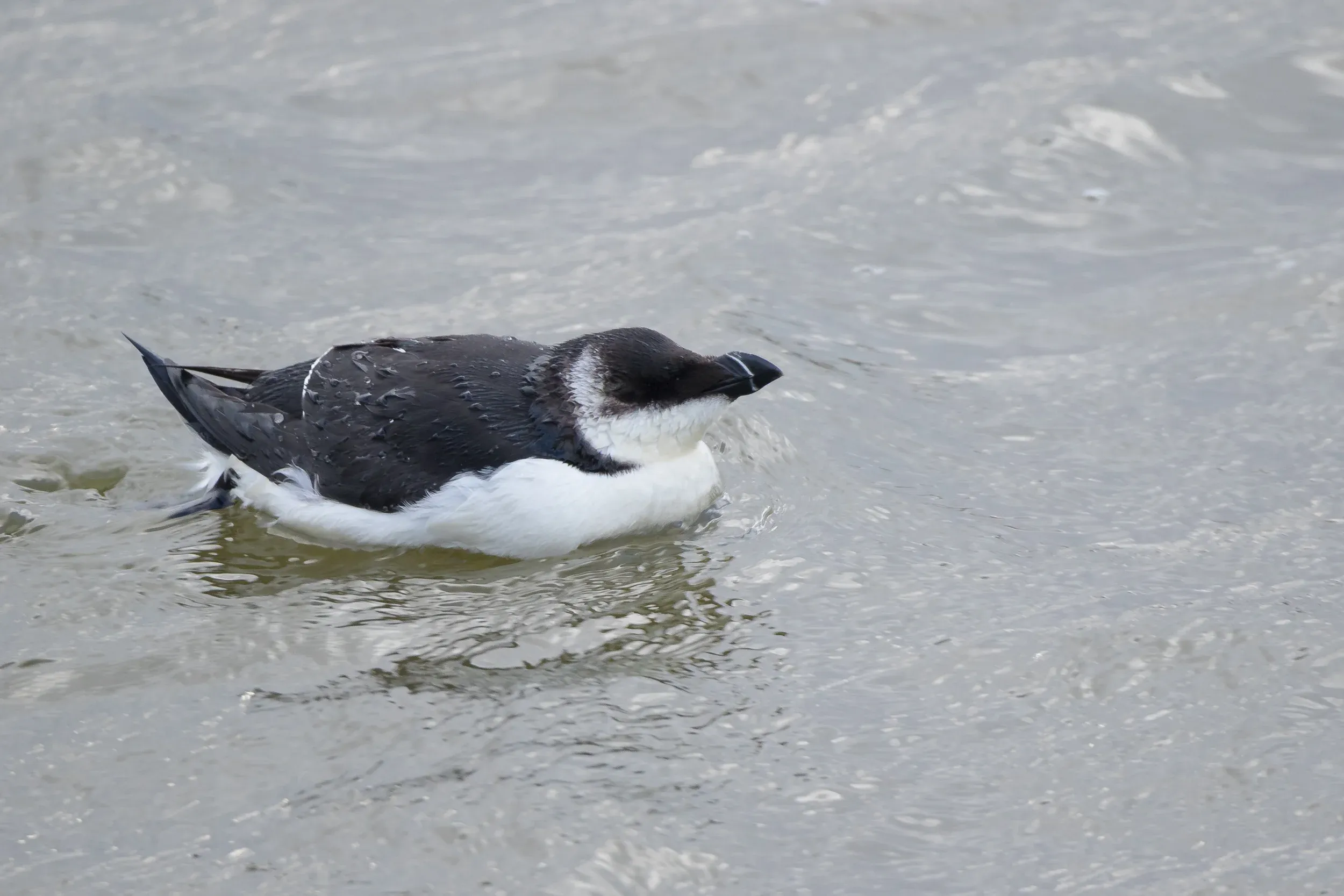 Razorbill / Alca torda