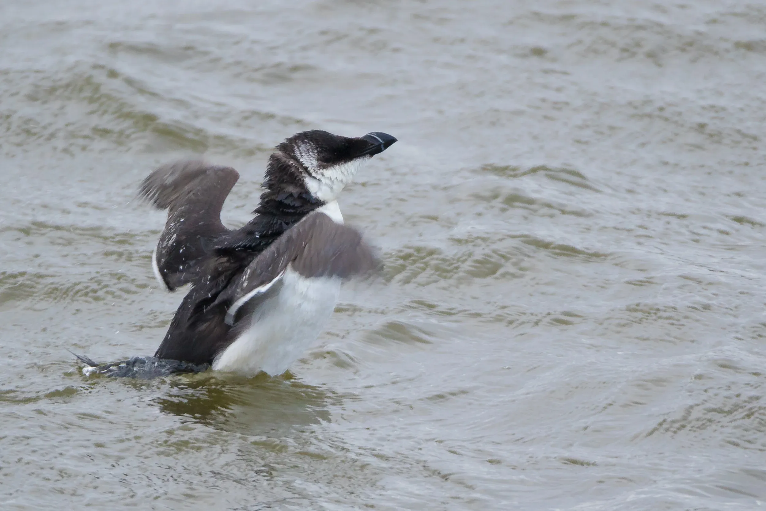 Razorbill /  Alca torda
