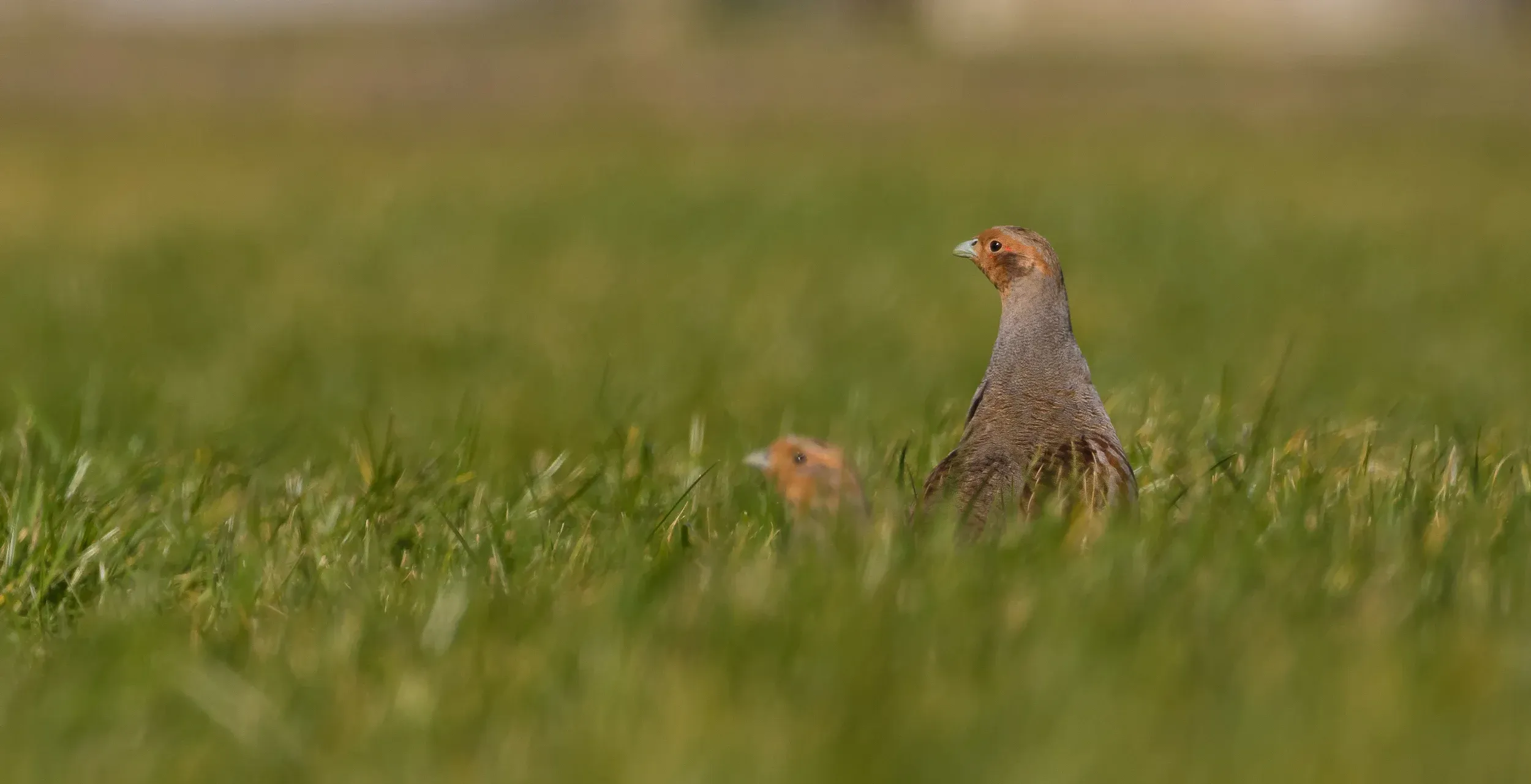 Grey partridge / Perdix perdix