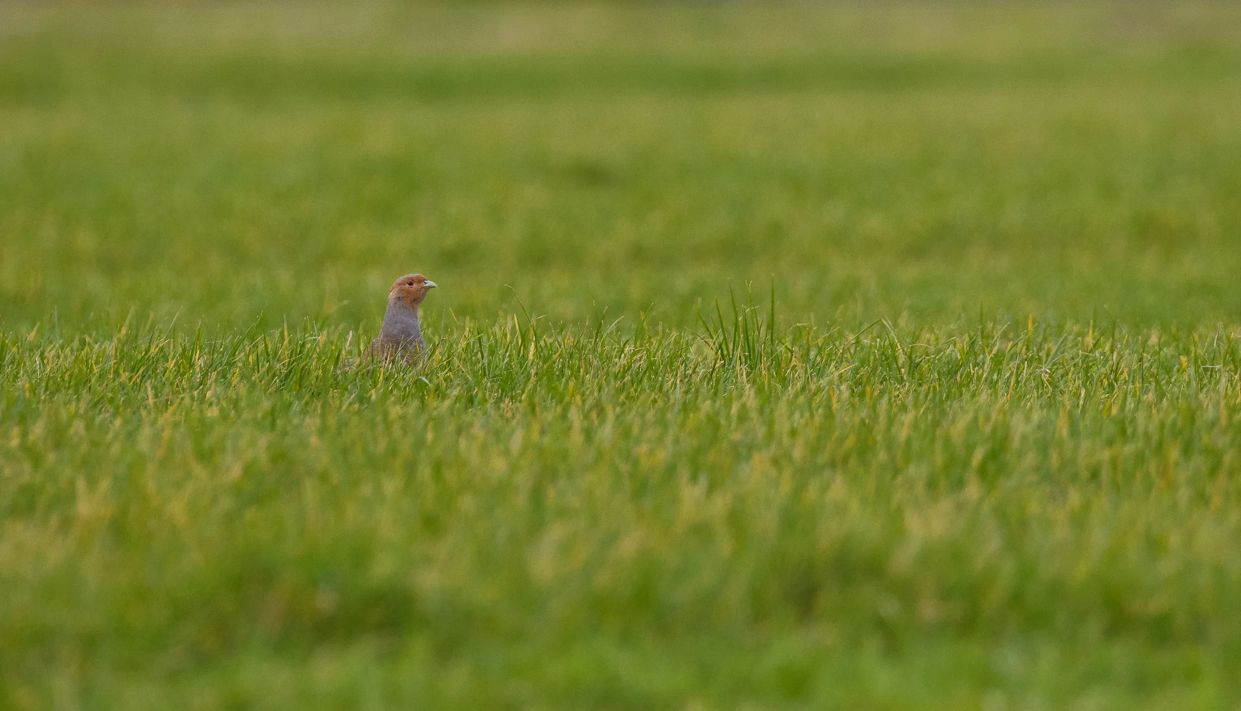 Grey partridge / Perdix perdix