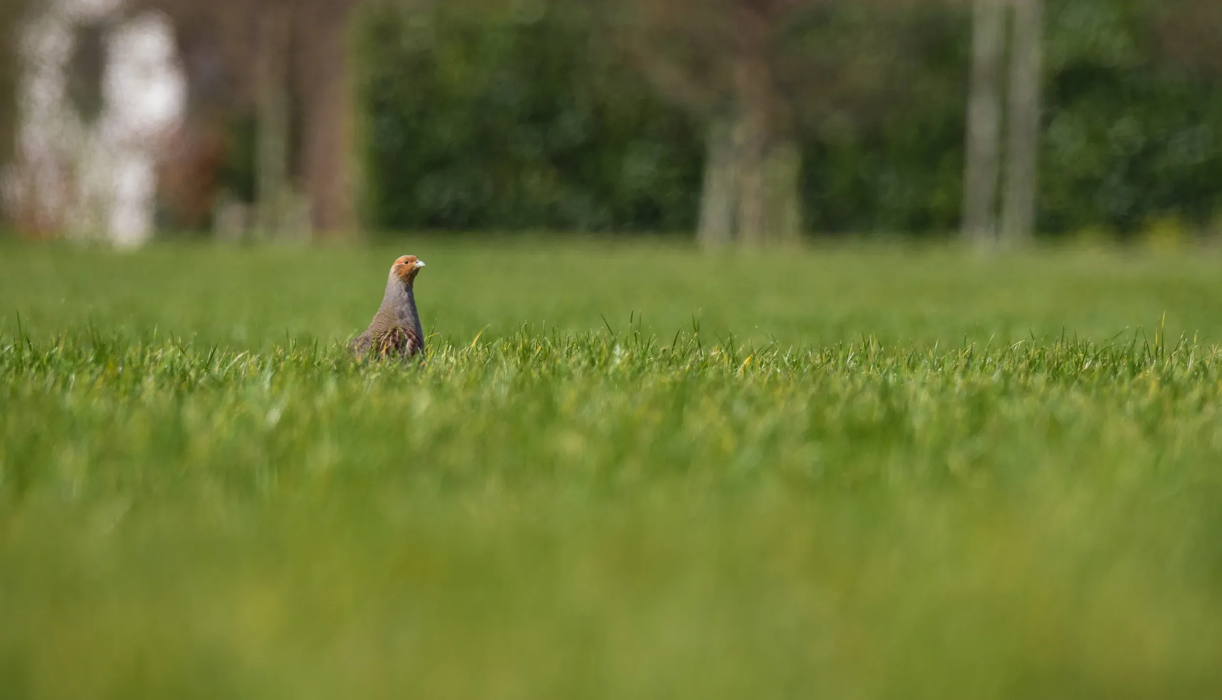 Grey partridge / Perdix perdix