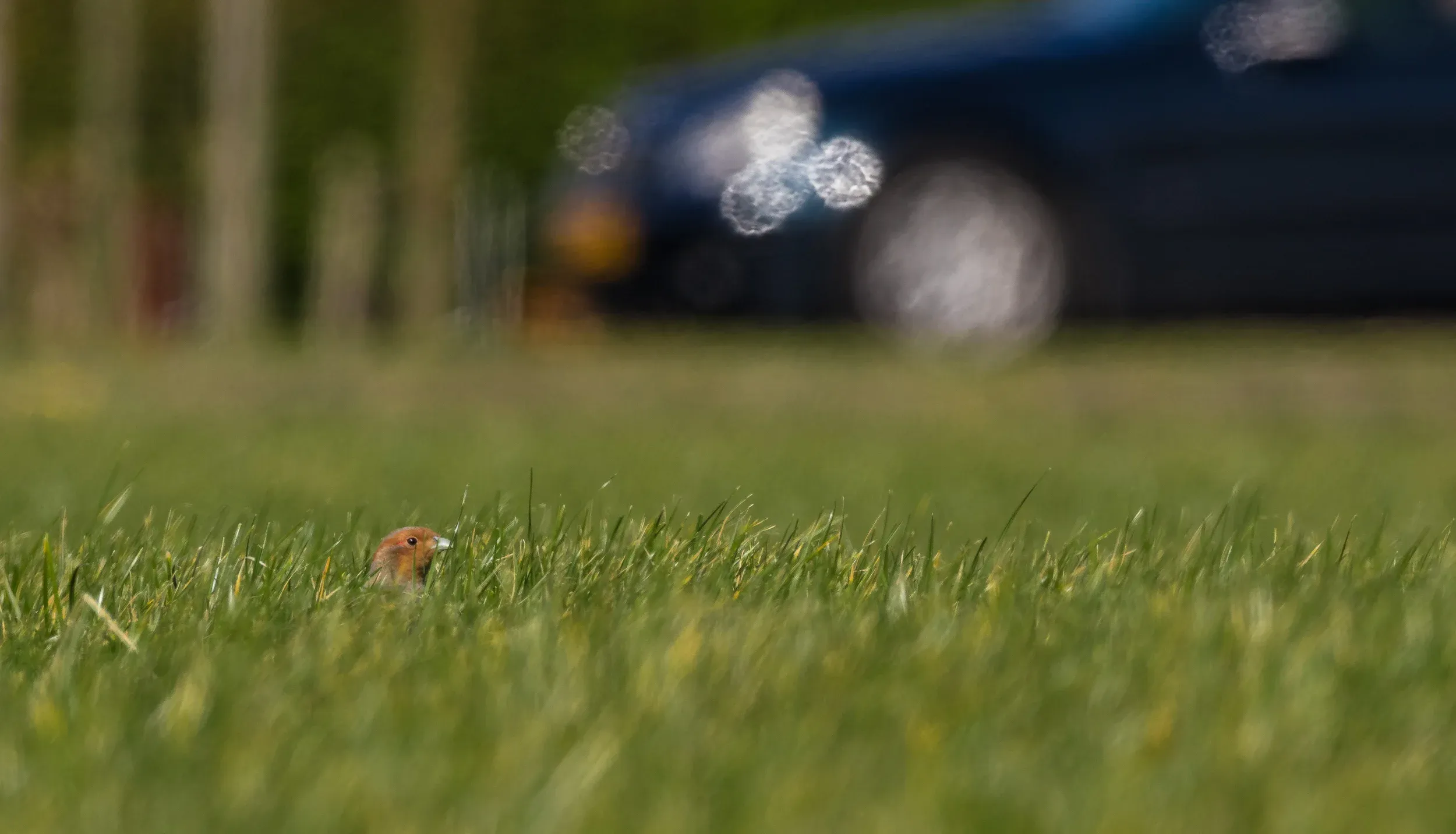Grey partridge / Perdix perdix — The effects of heat waves are clearly visible (unfortunately)