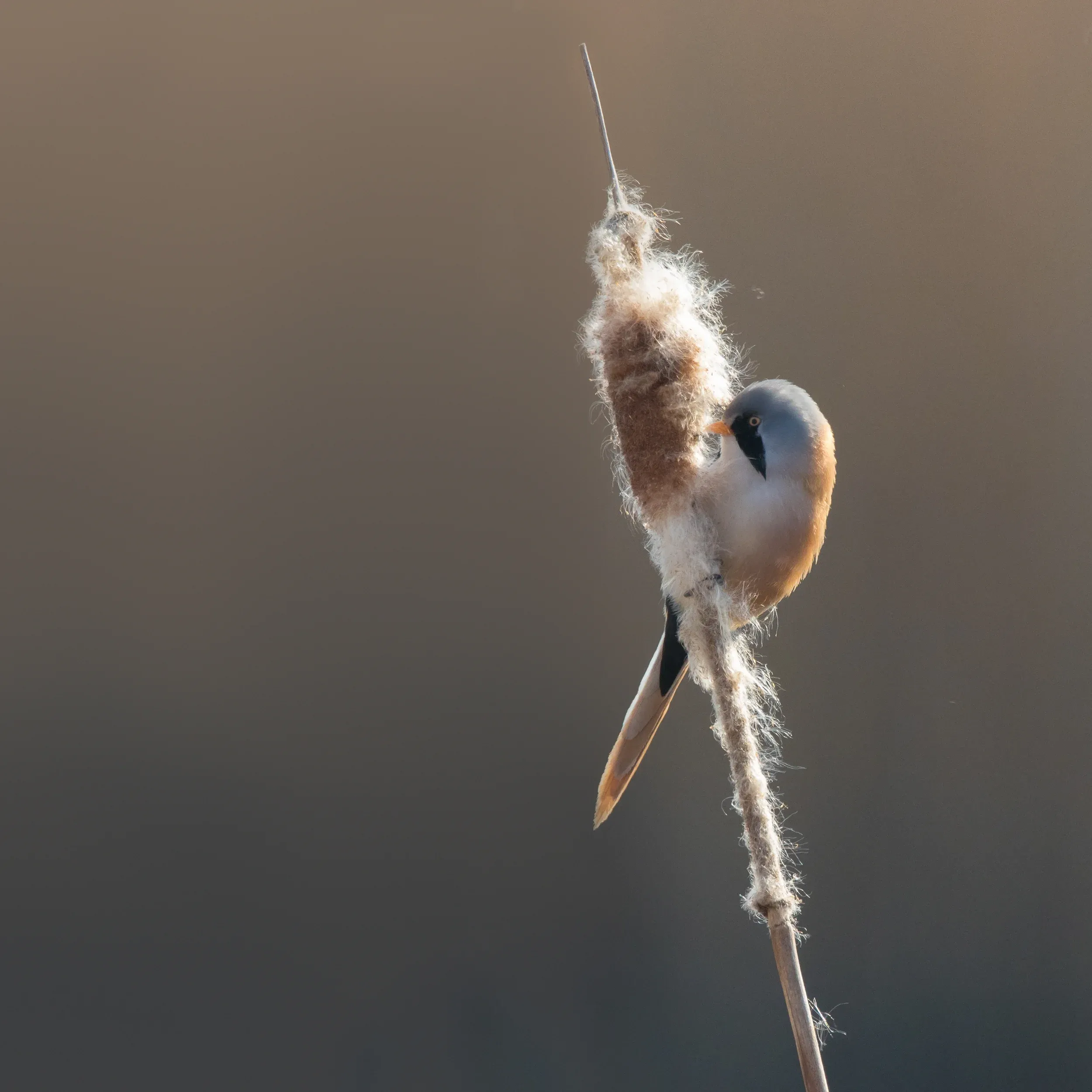 Baardman(netje) /  Panurus biarmicus