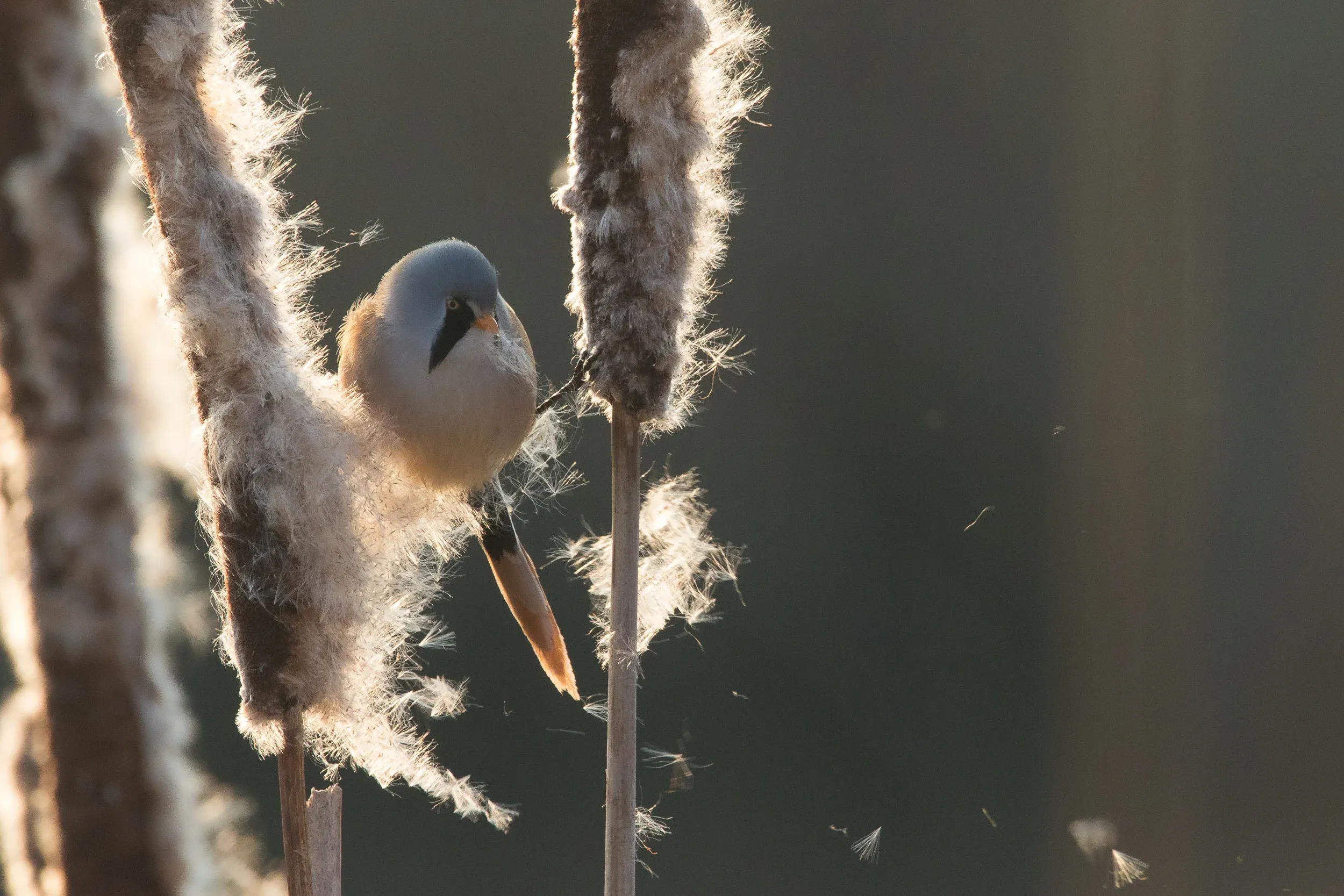 Bearded tit /  Panurus biarmicus
