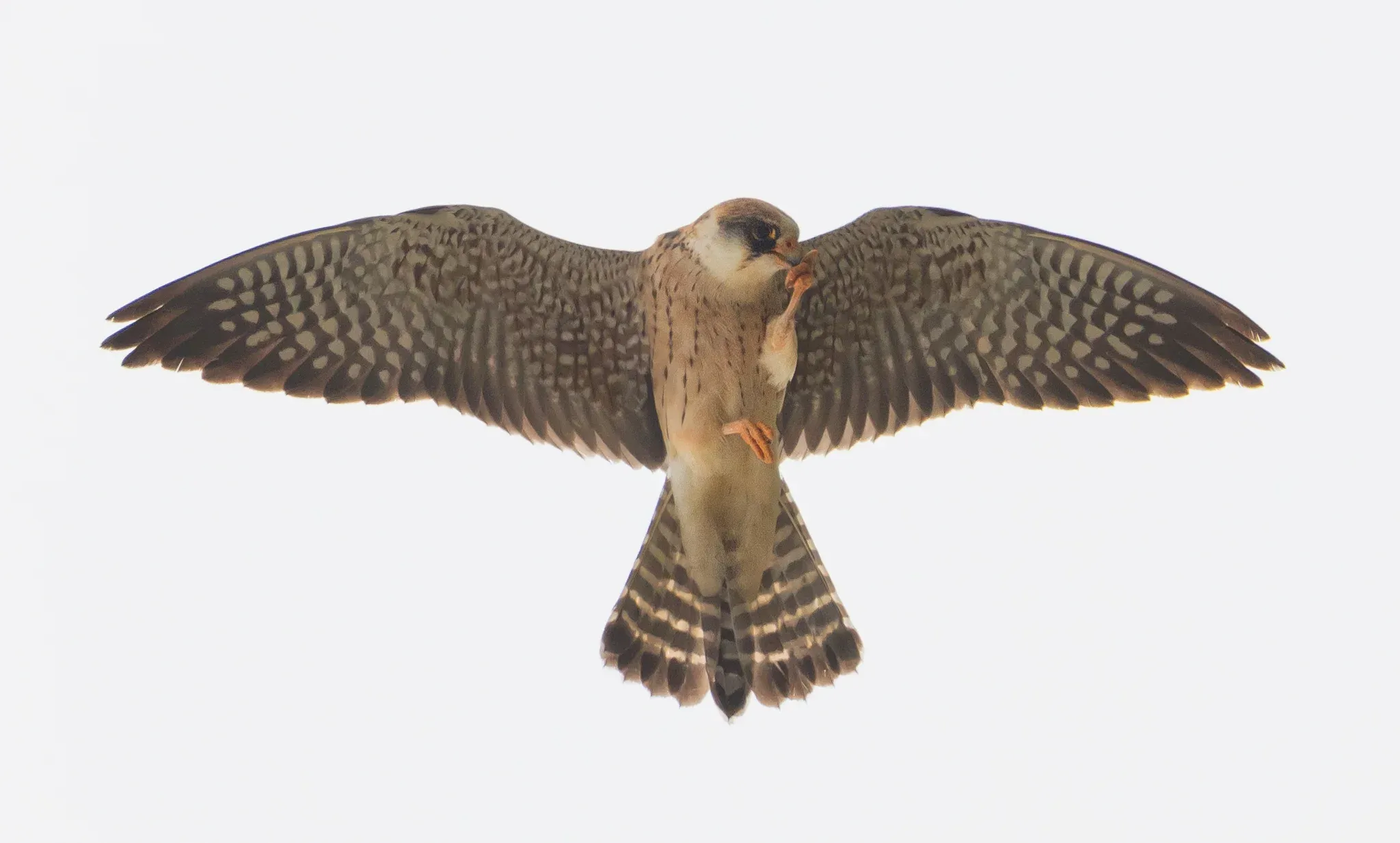 Roodpootvalk /  Falco vespertinus