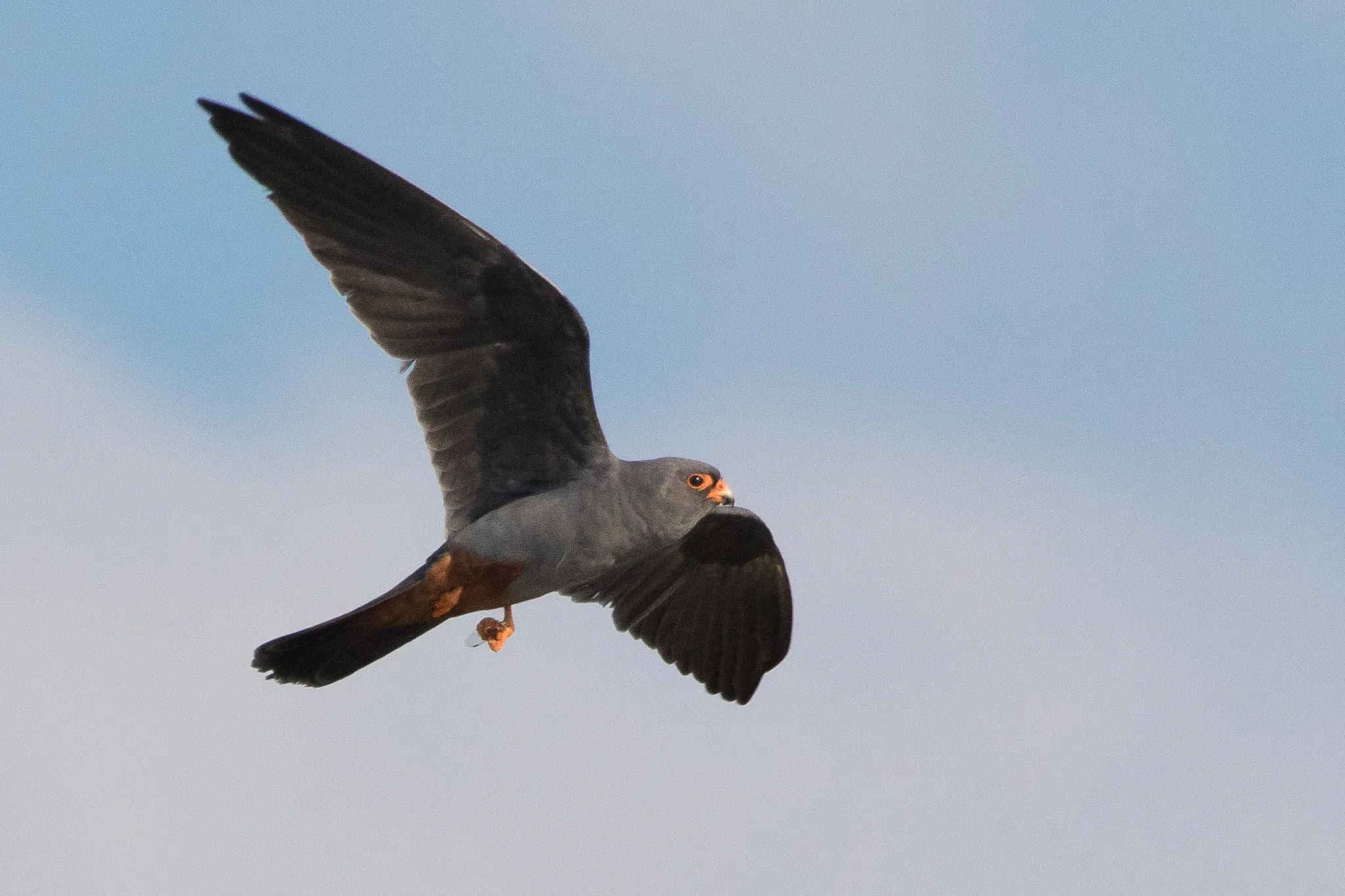 Roodpootvalk /  Falco vespertinus