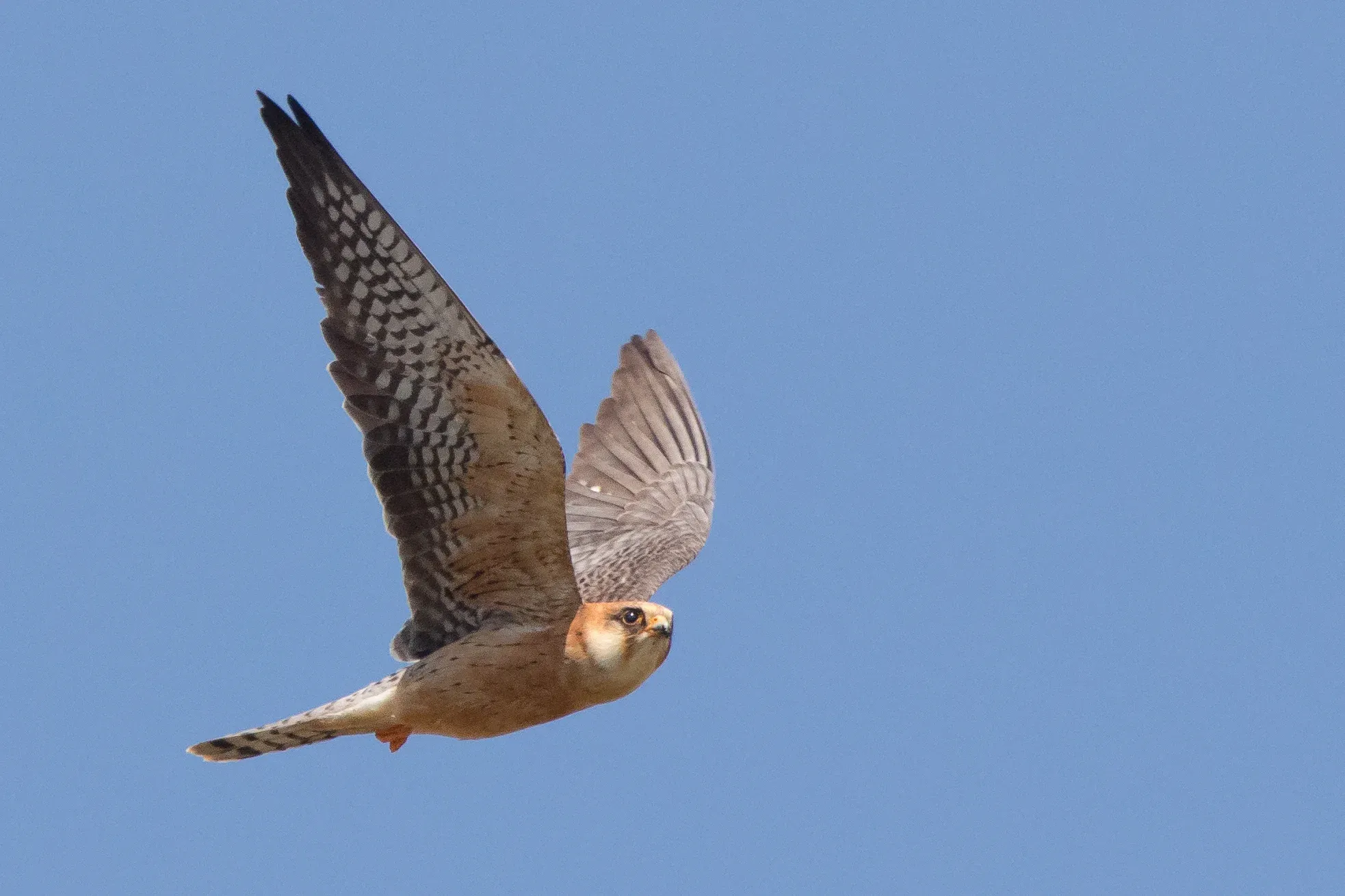 Roodpootvalk /  Falco vespertinus