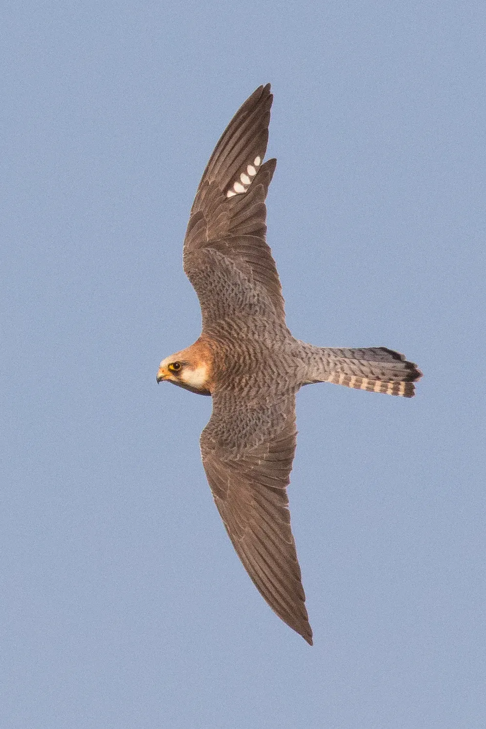 Roodpootvalk /  Falco vespertinus