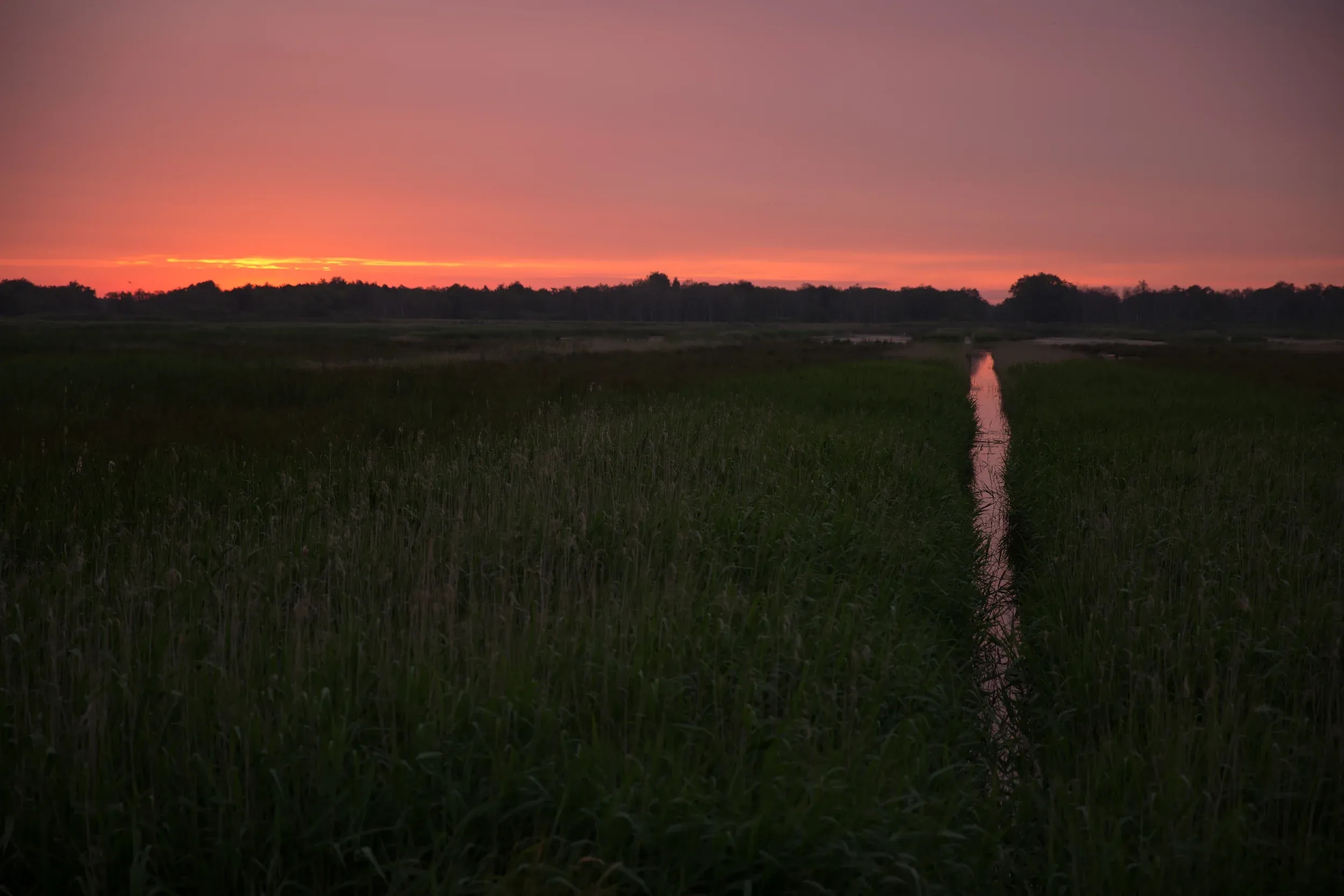 Decor voor Kleinst Waterhoen én Klein Waterhoen: de nieuwe natuur van Wetering Oost