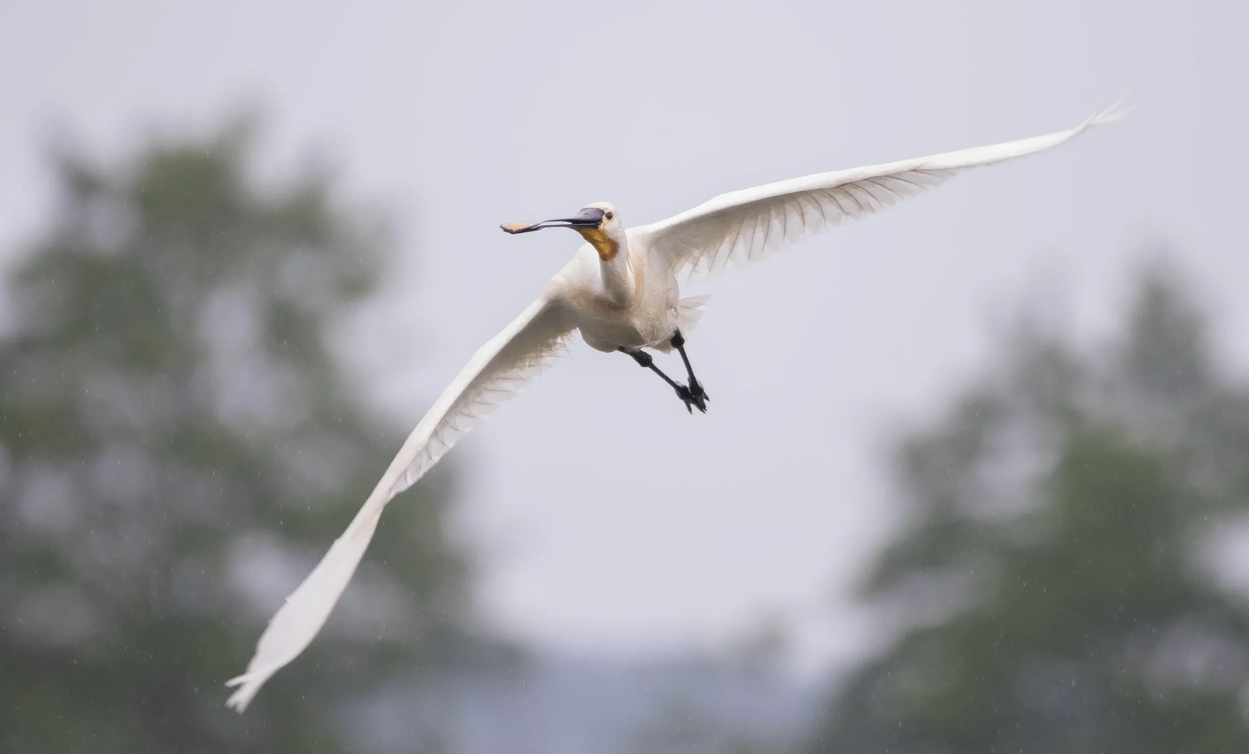 Lepelaar /  Platalea leucorodia