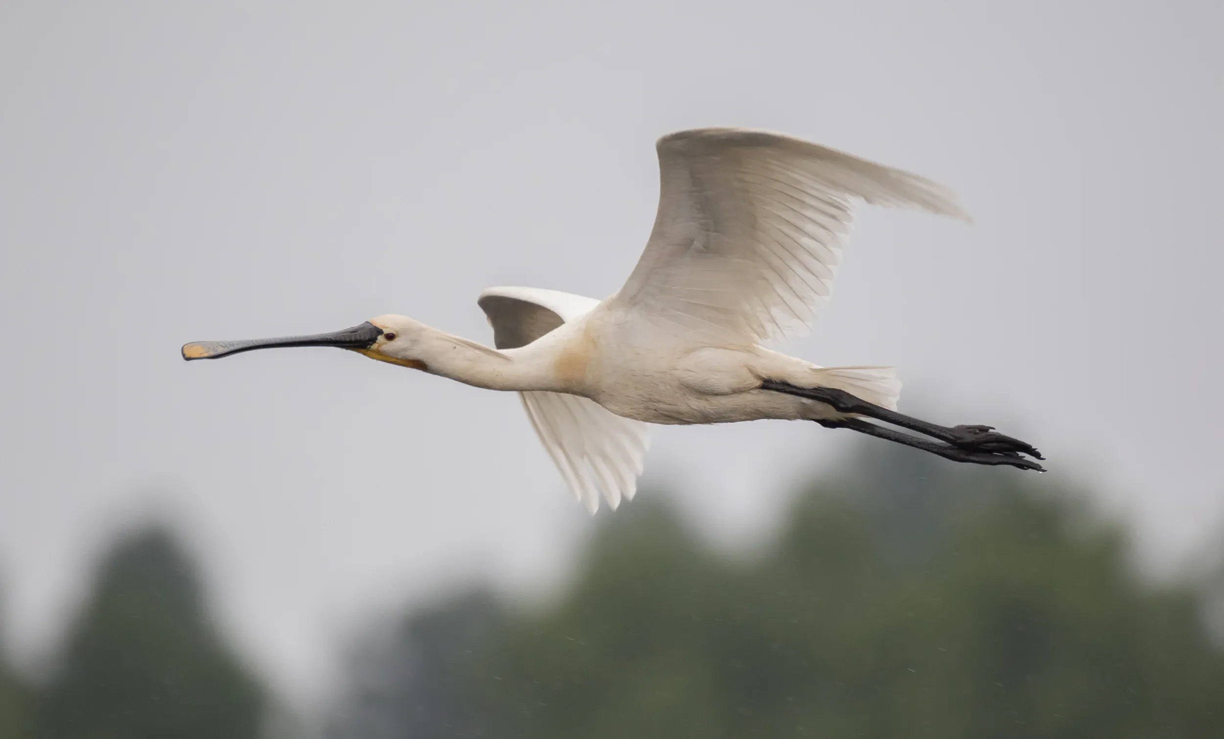 Lepelaar /  Platalea leucorodia