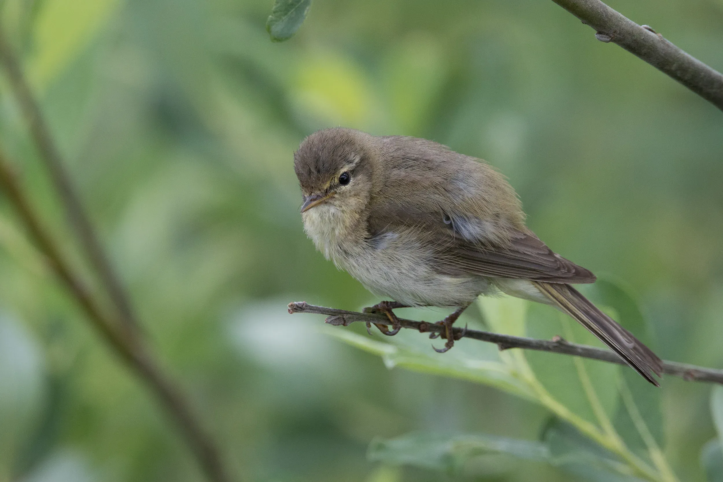 Tjiftjaf /  Phylloscopus collybita