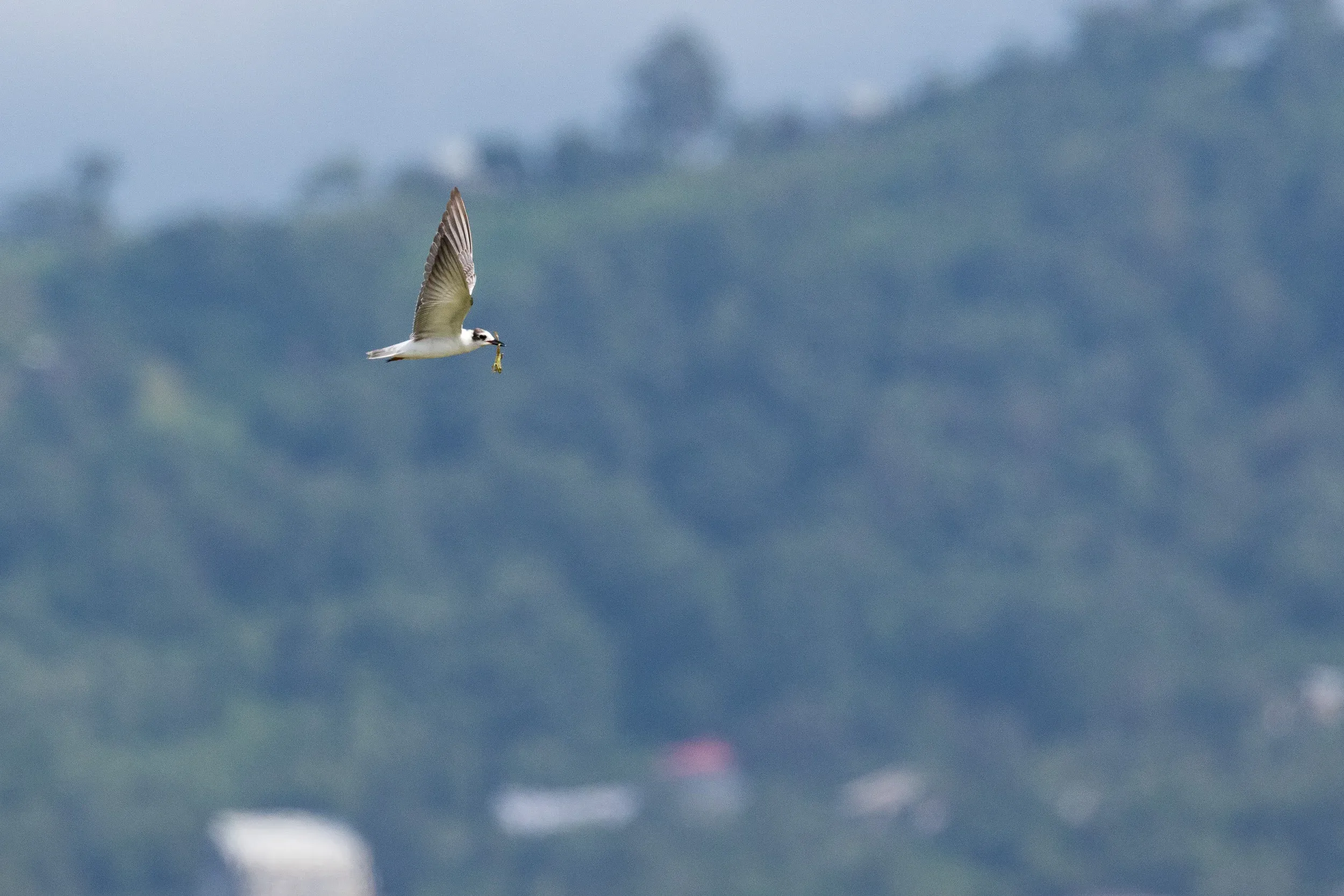 White-winged Tern (Chlidonias leucopterus)