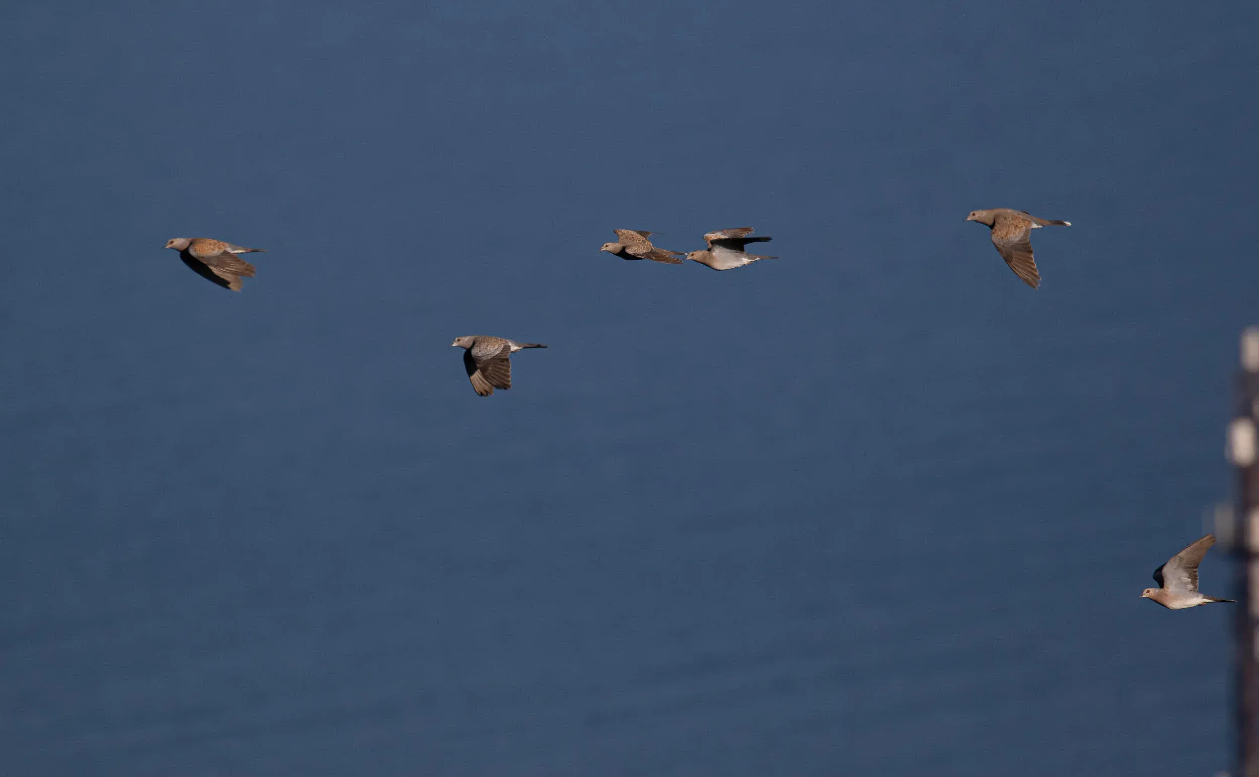 August 31st. Another flock of Turtle Doves.