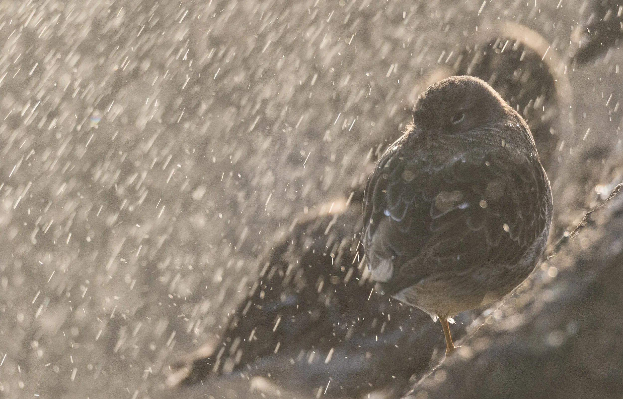 Purple Sandpiper (Calidris maritima)