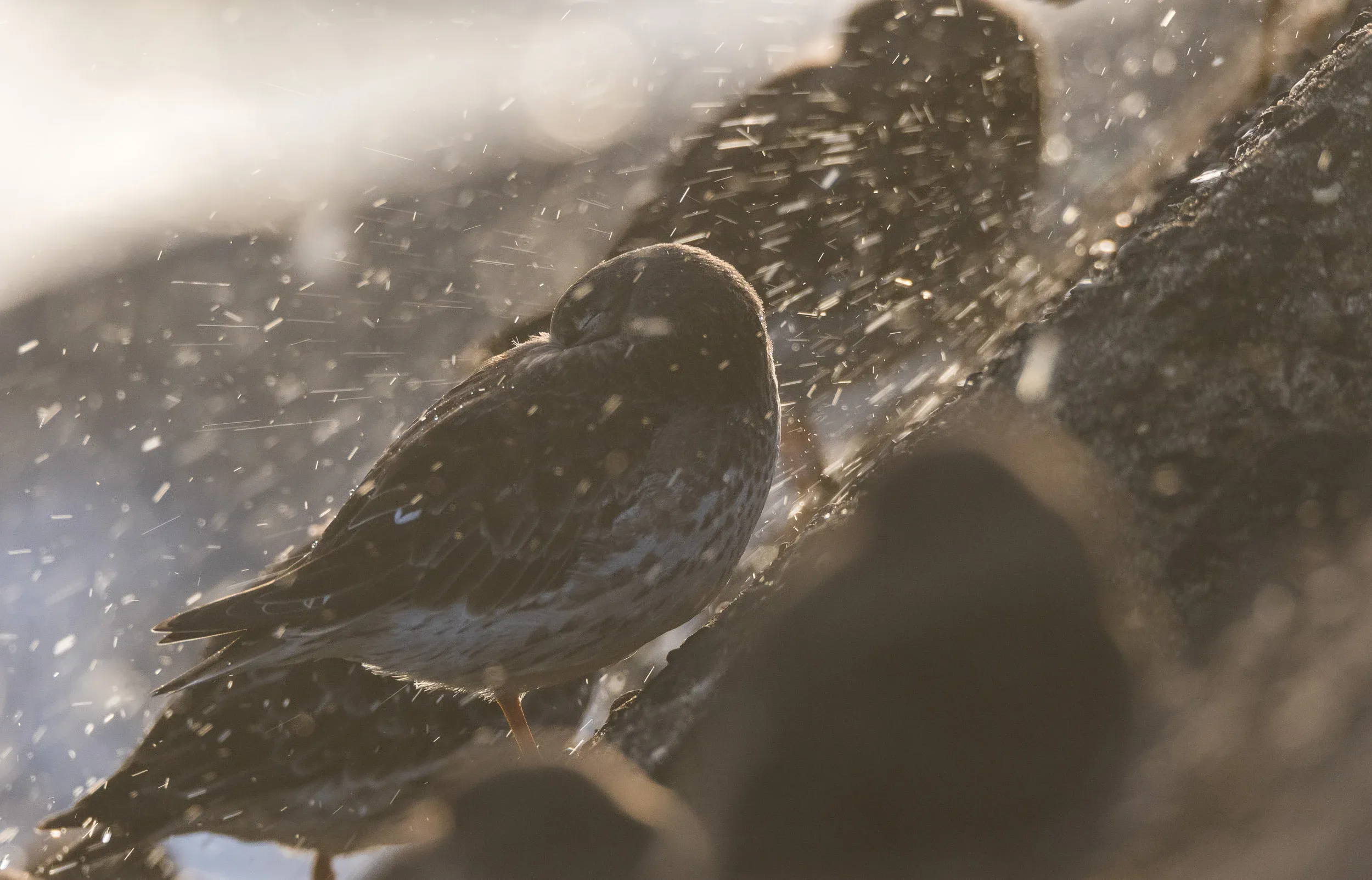 Purple Sandpiper (Calidris maritima)