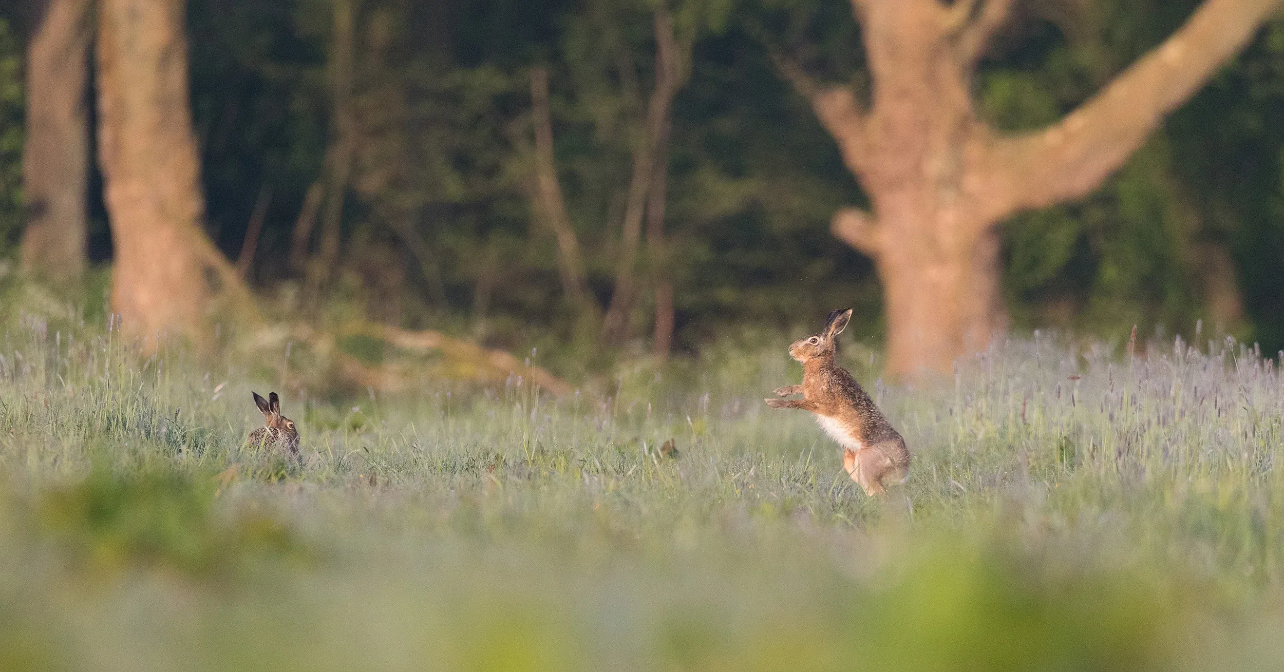 European Hare (Lepus europaeus)