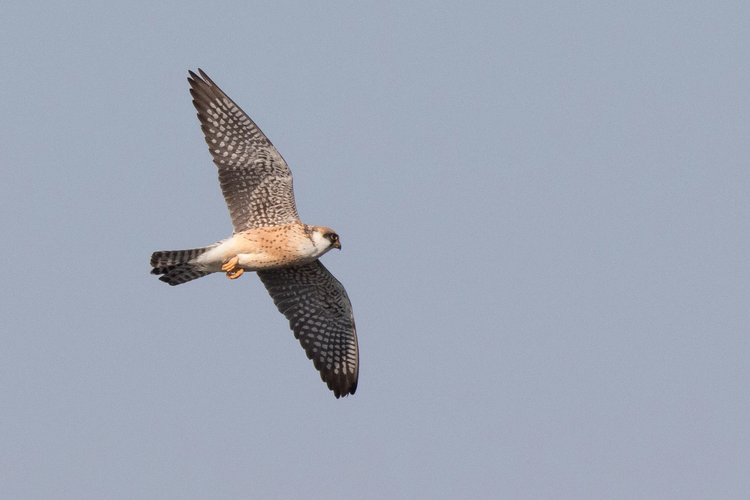  2cy female - 12-05-2016 - Fochteloërveen