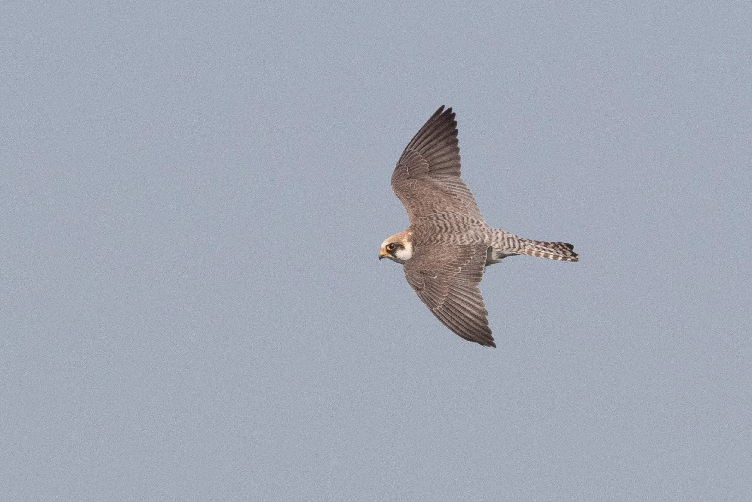  2cy female - 12-05-2016 - Fochteloërveen