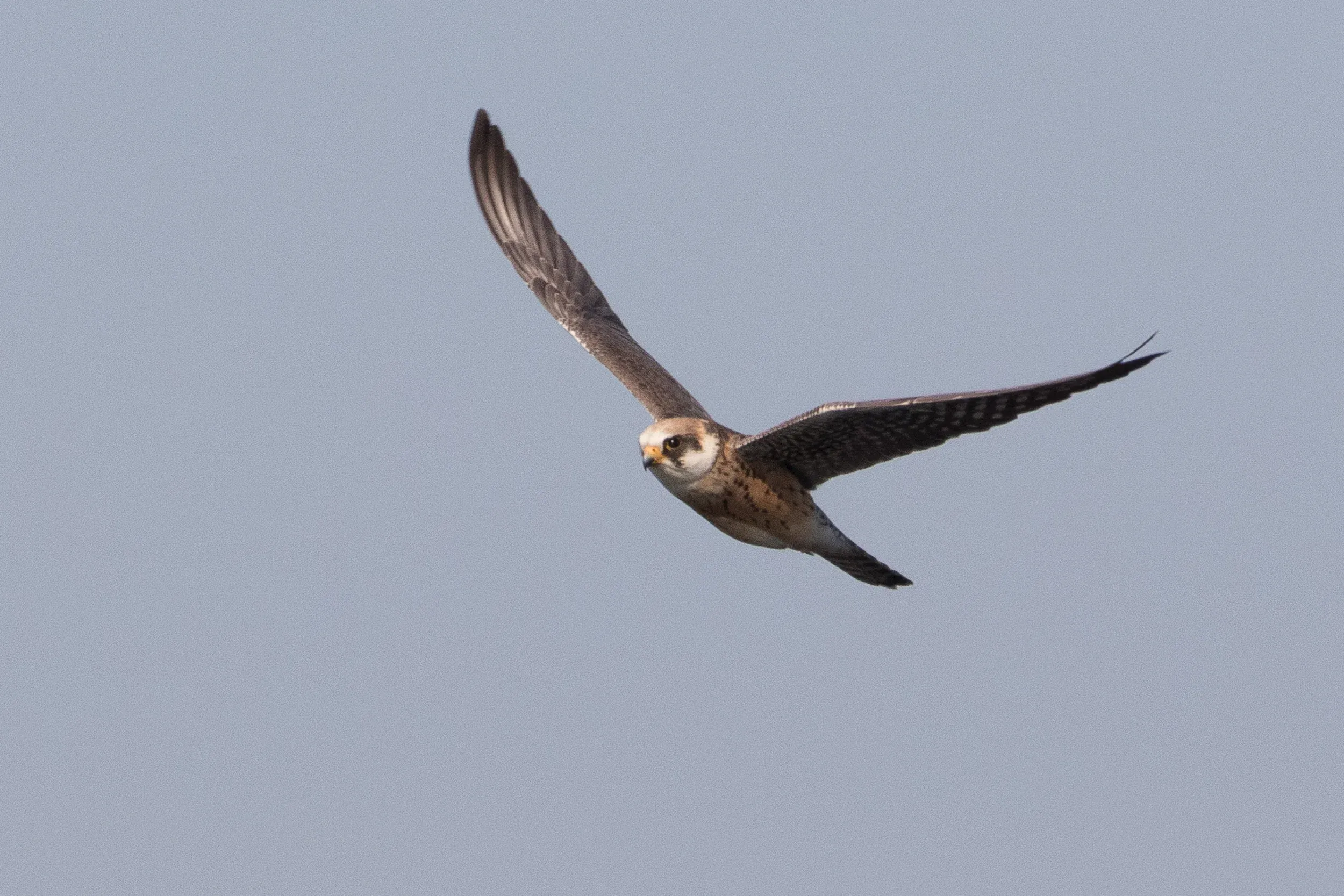  2cy female - 12-05-2016 - Fochteloërveen