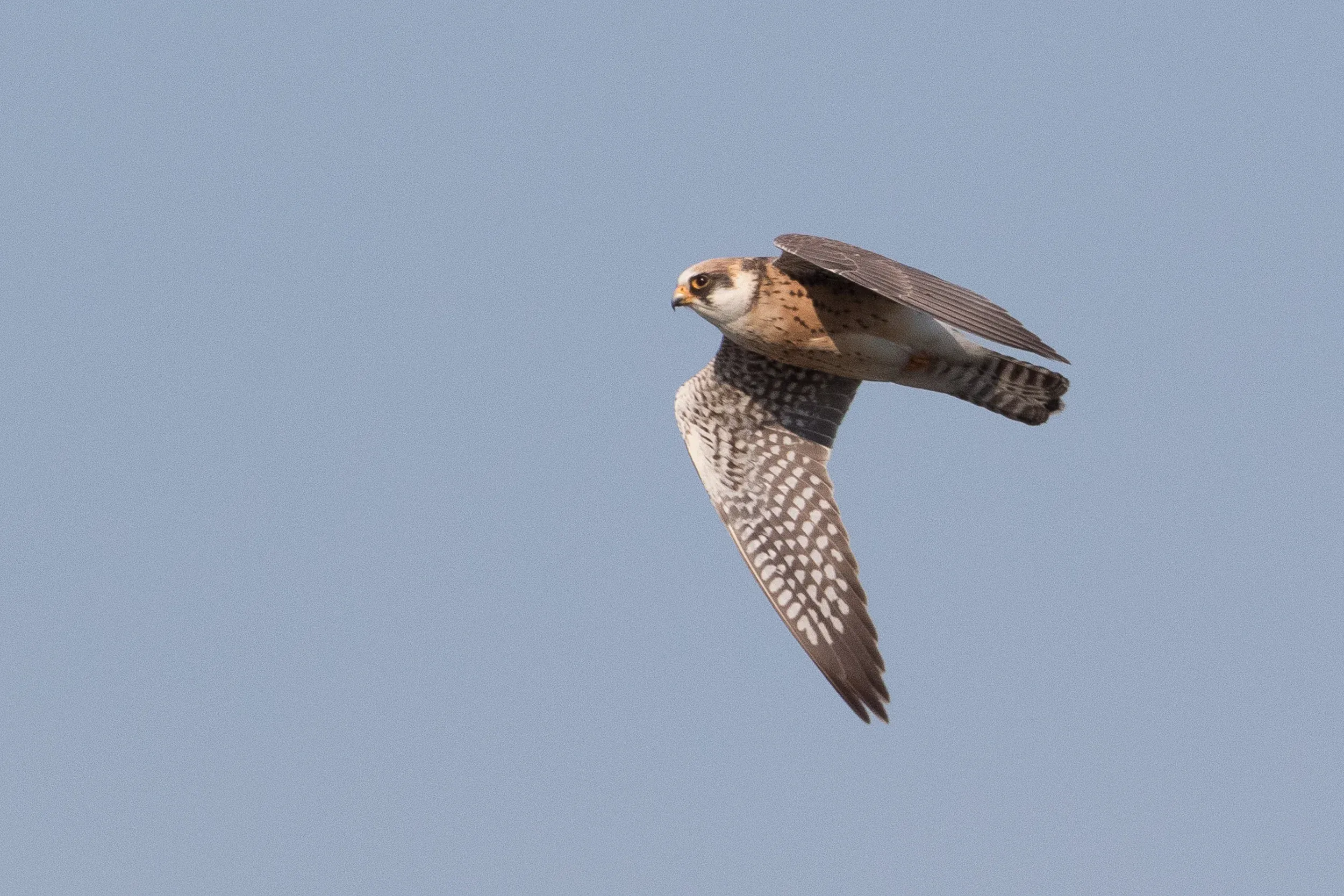  2cy female - 12-05-2016 - Fochteloërveen