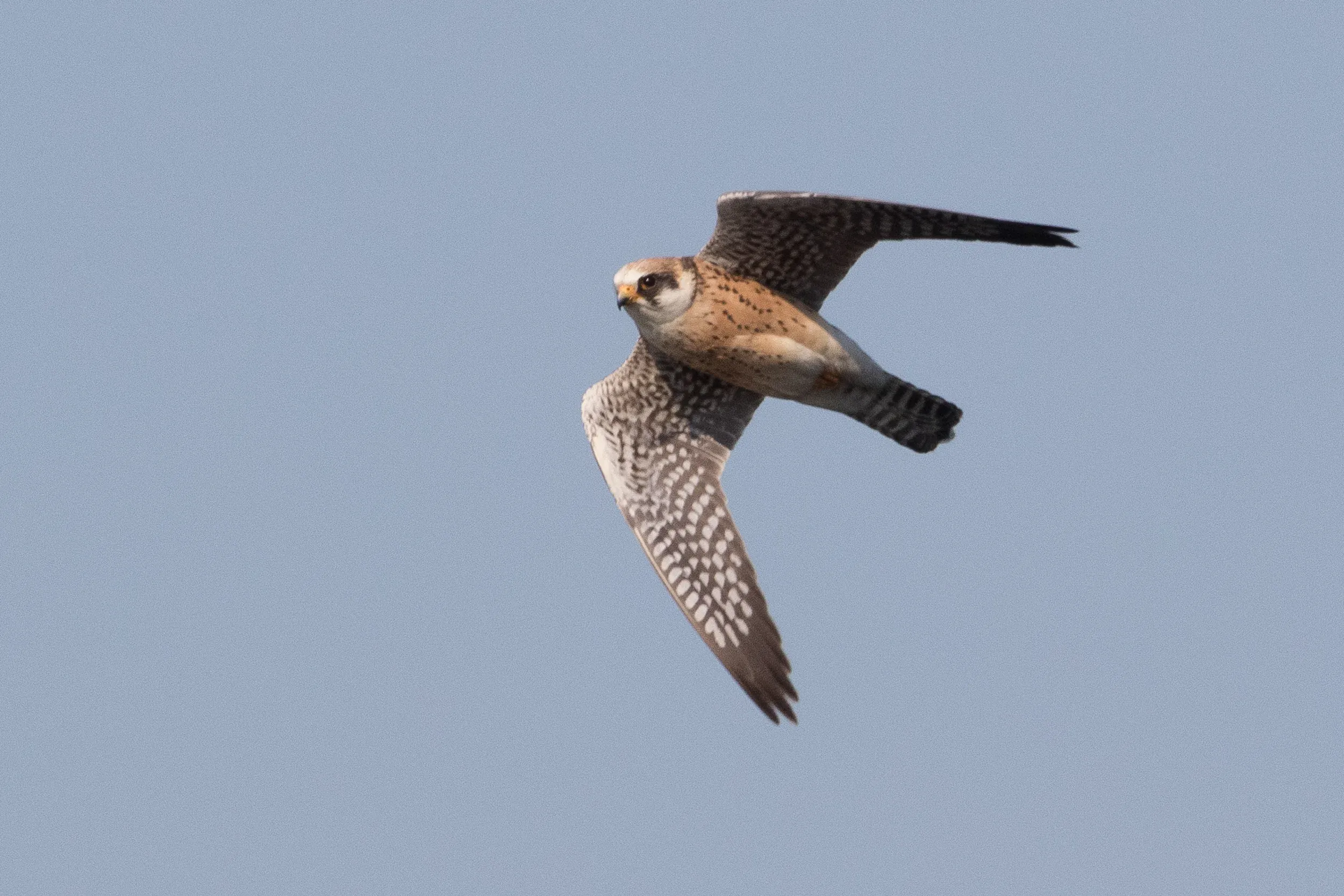  2cy female - 12-05-2016 - Fochteloërveen