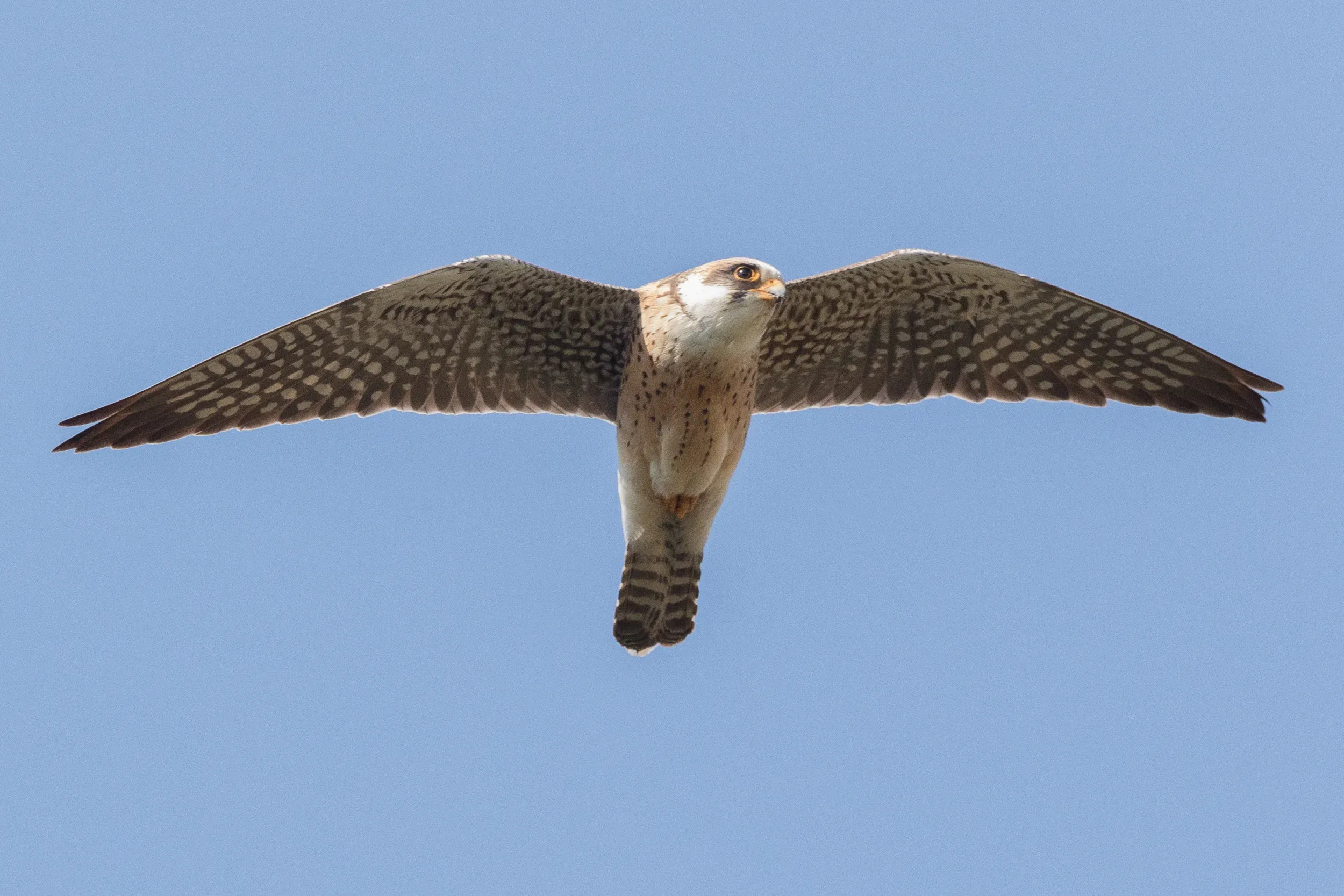  2cy female - 12-05-2016 - Fochteloërveen
