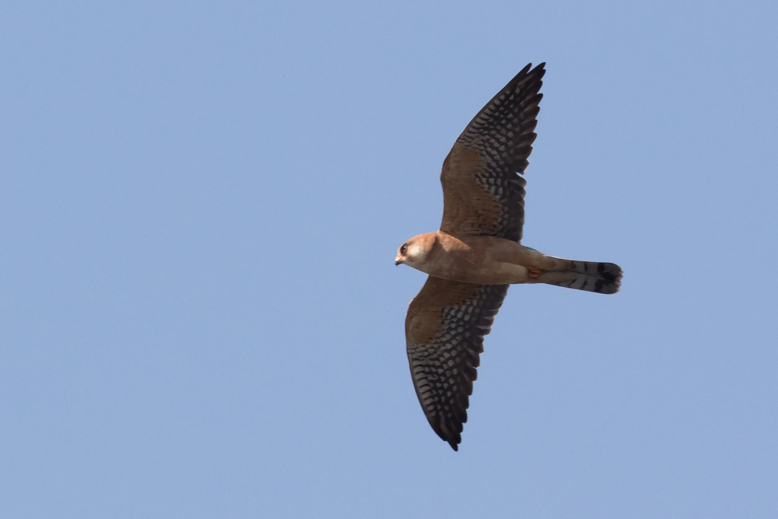  adult female - 12-05-2016 - Fochteloërveen
