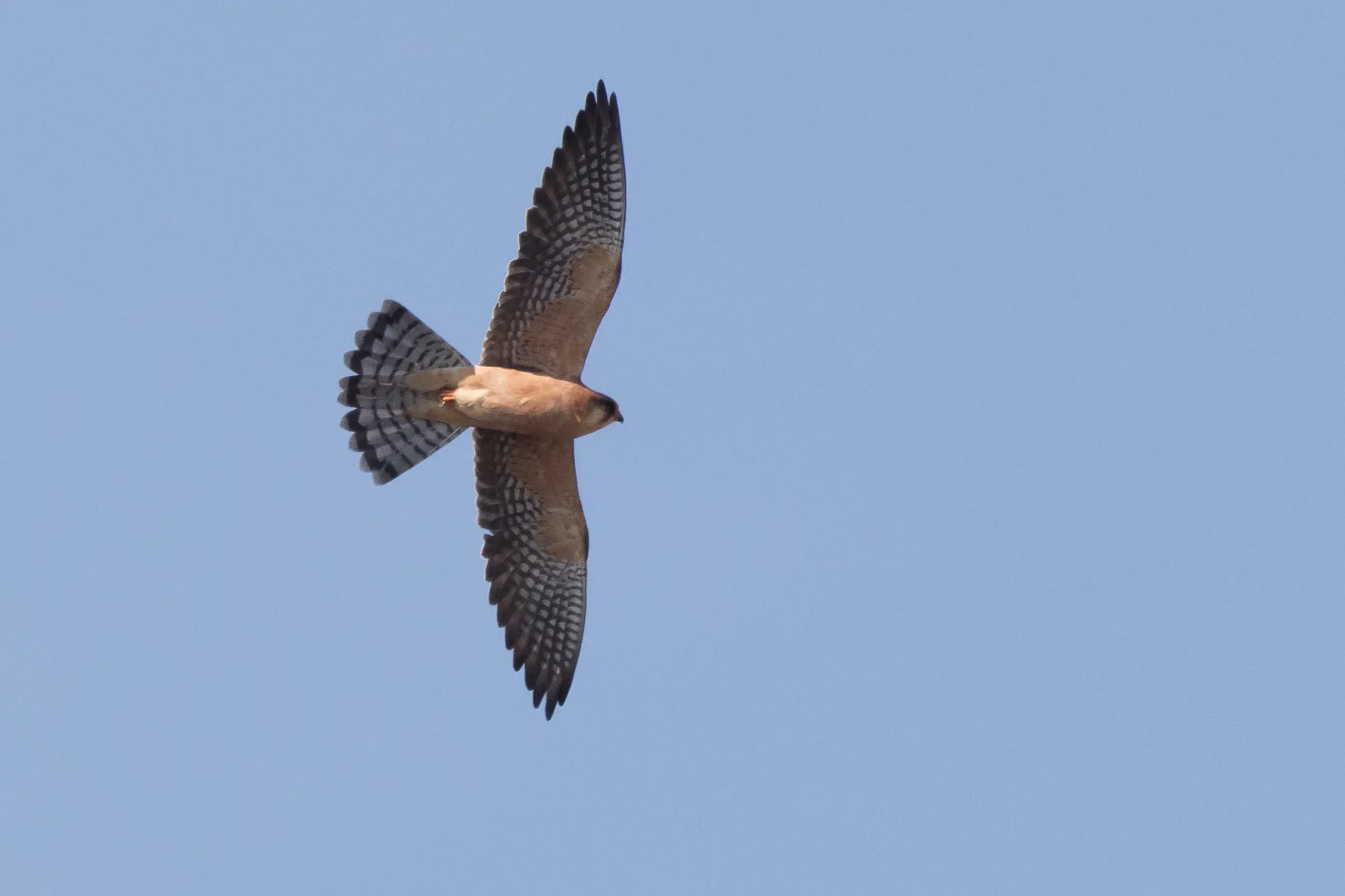  adult female - 12-05-2016 - Fochteloërveen