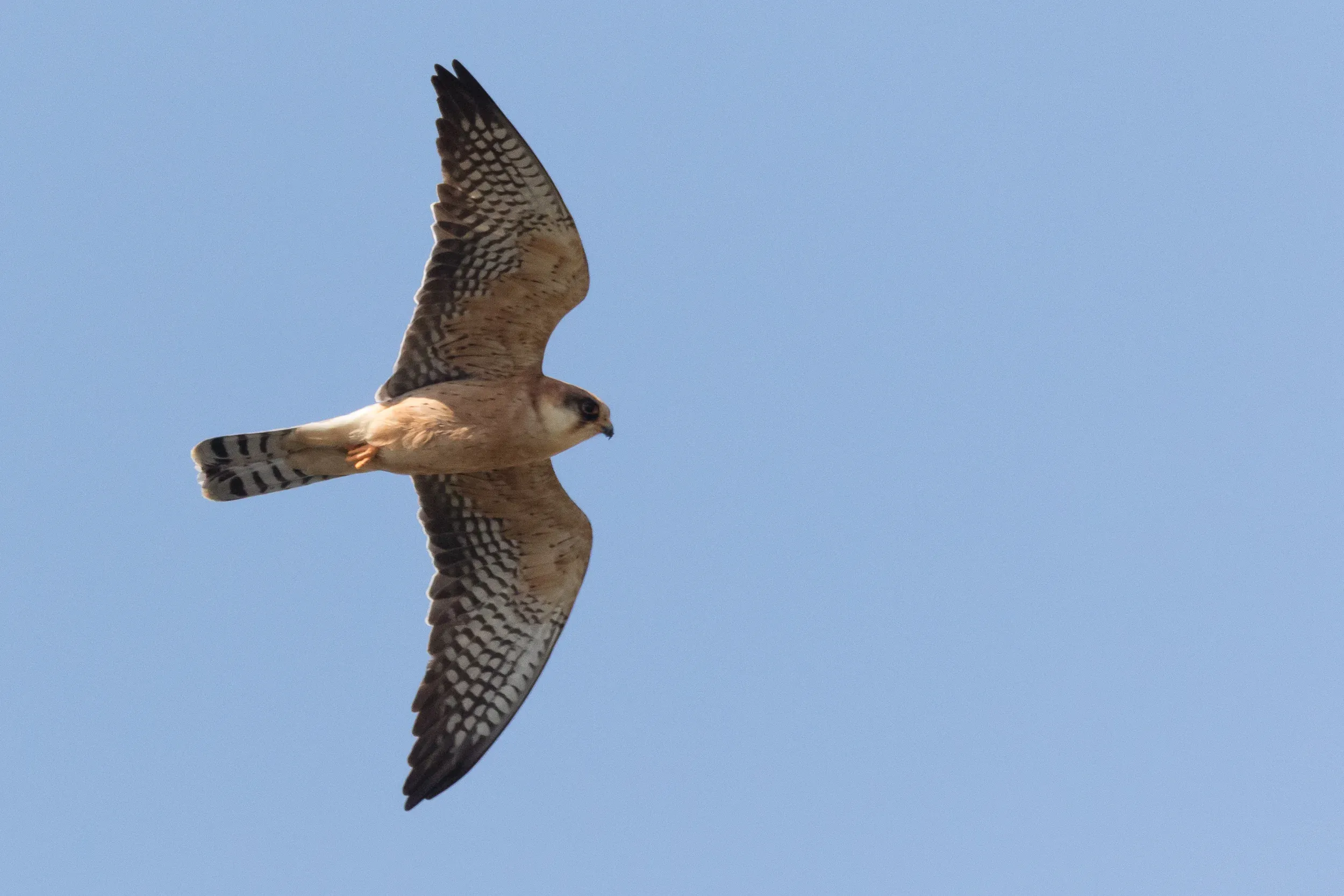  adult female - 12-05-2016 - Fochteloërveen