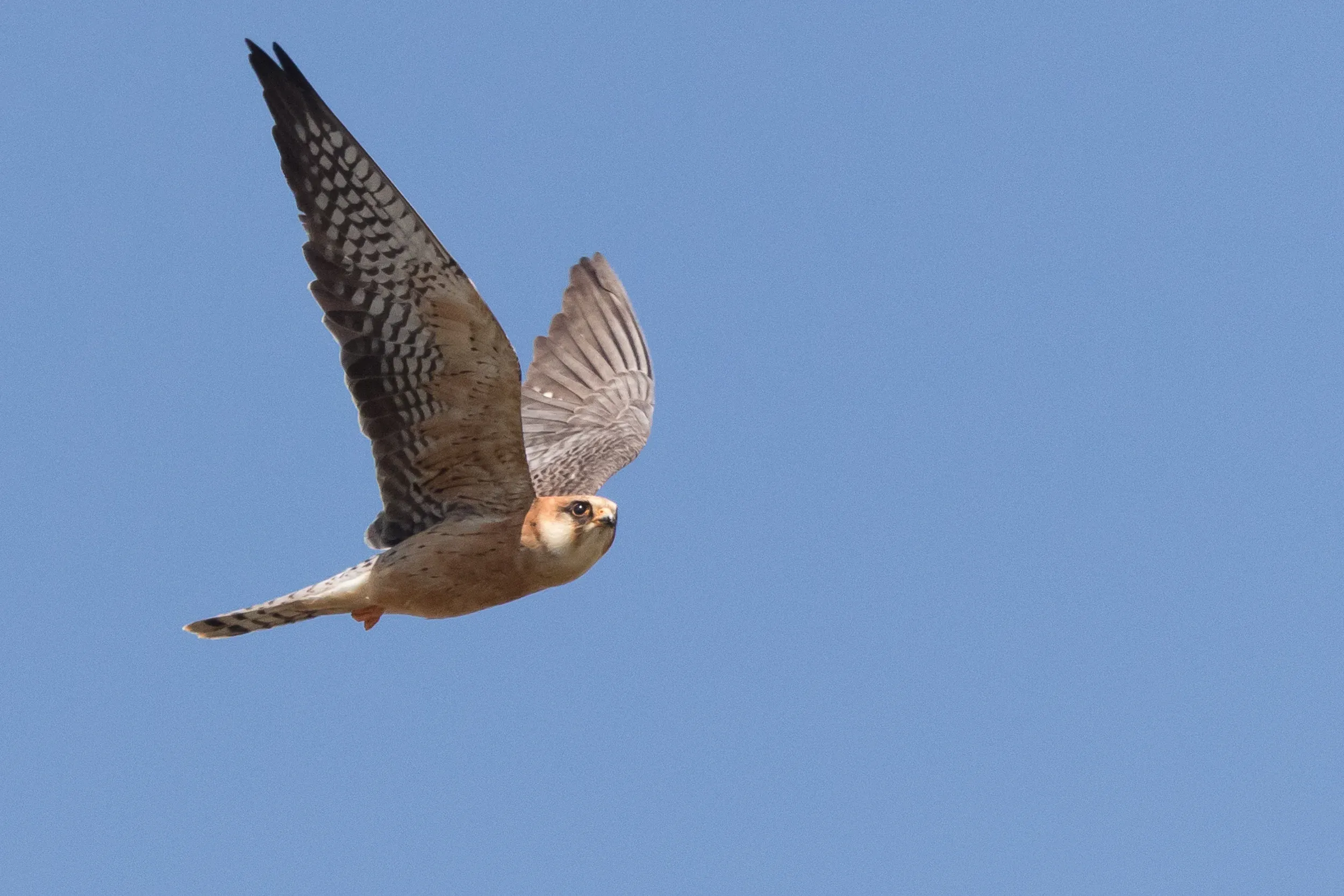  adult female - 12-05-2016 - Fochteloërveen