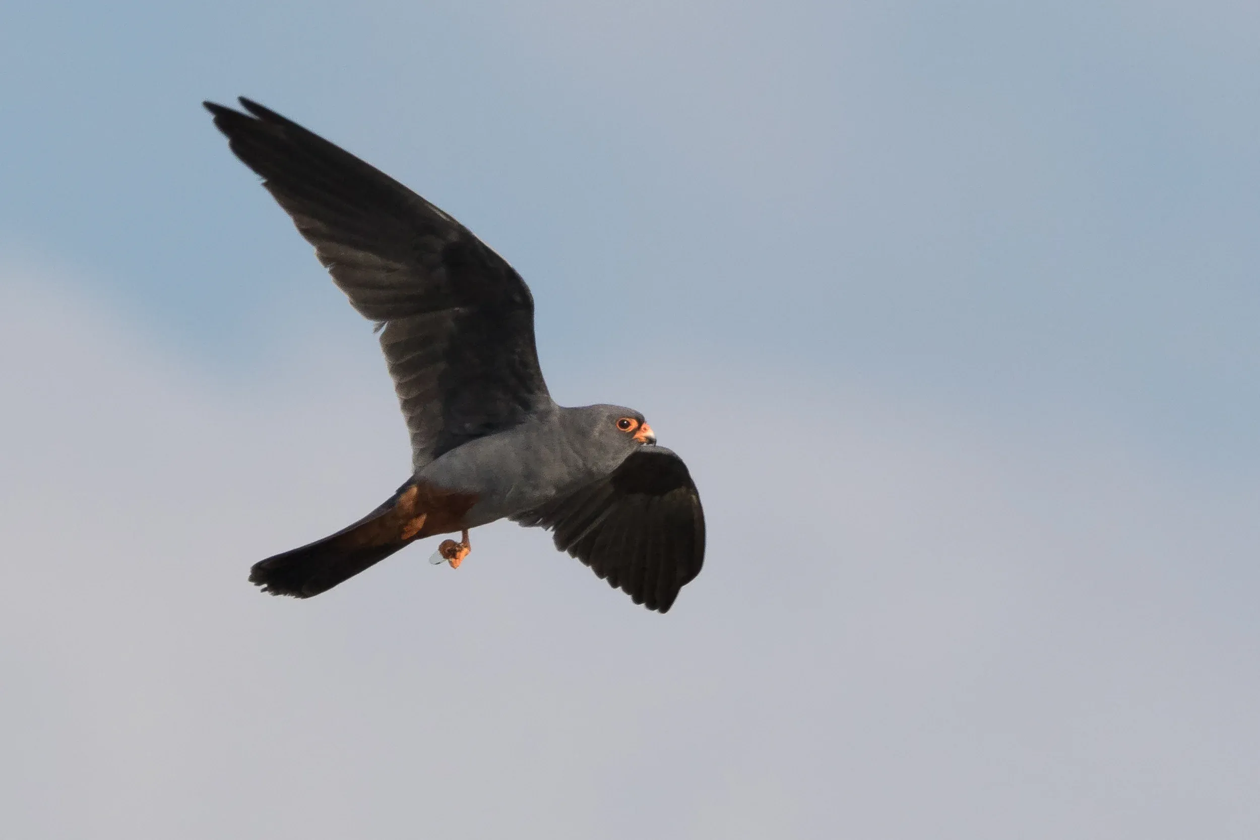  adult male - 12-05-2016 - Fochteloërveen