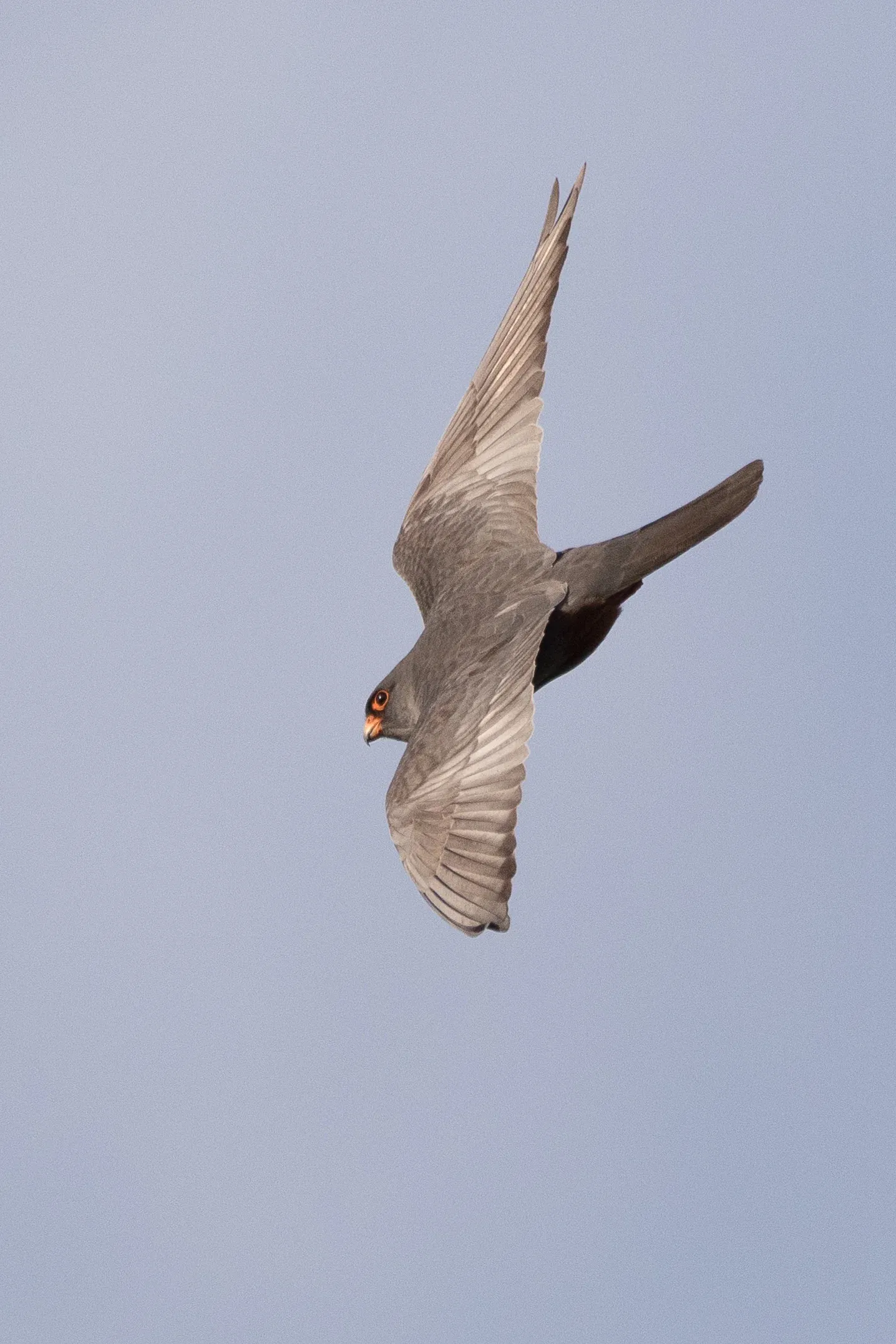  adult male - 12-05-2016 - Fochteloërveen