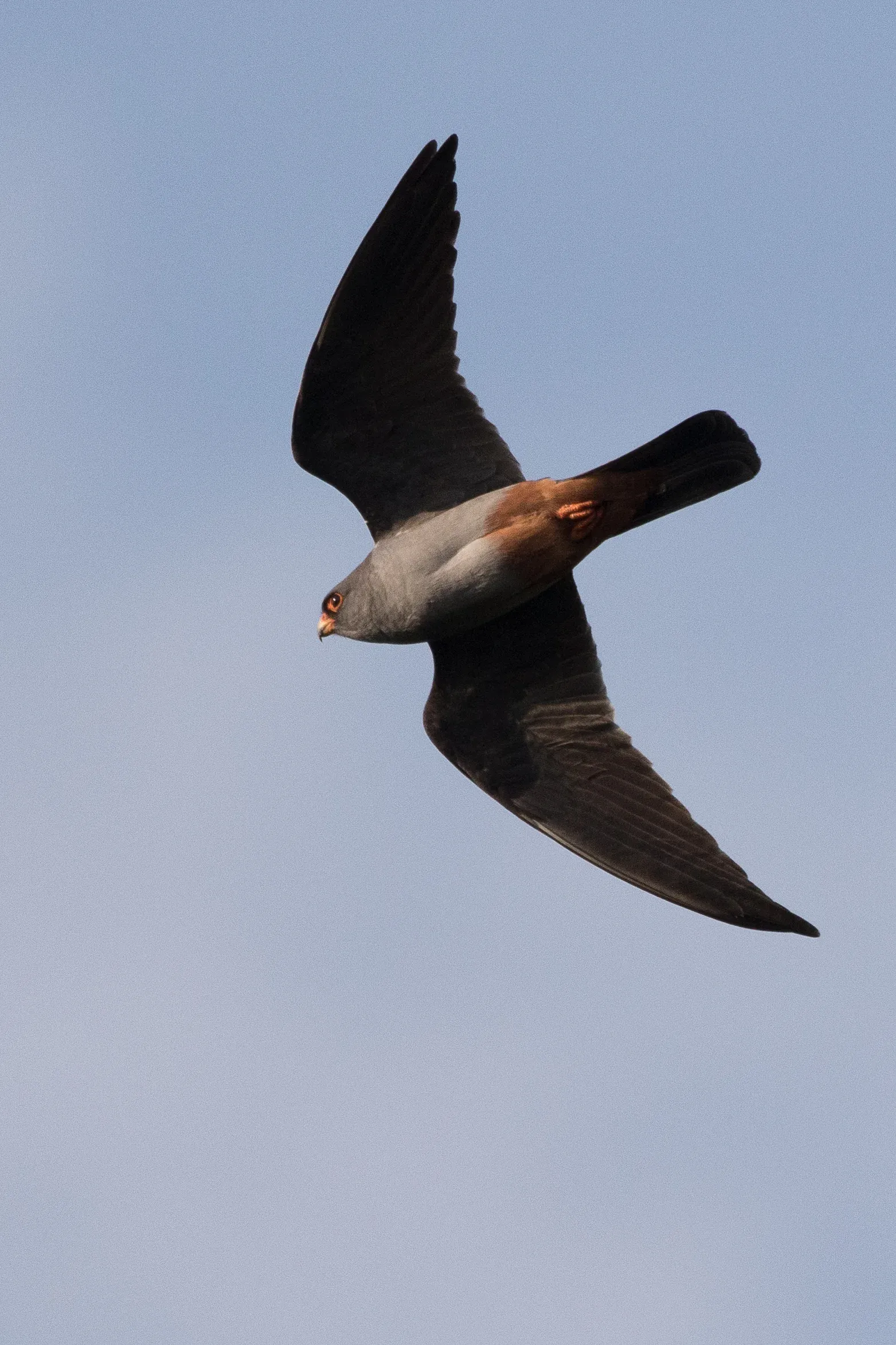  adult male - 12-05-2016 - Fochteloërveen