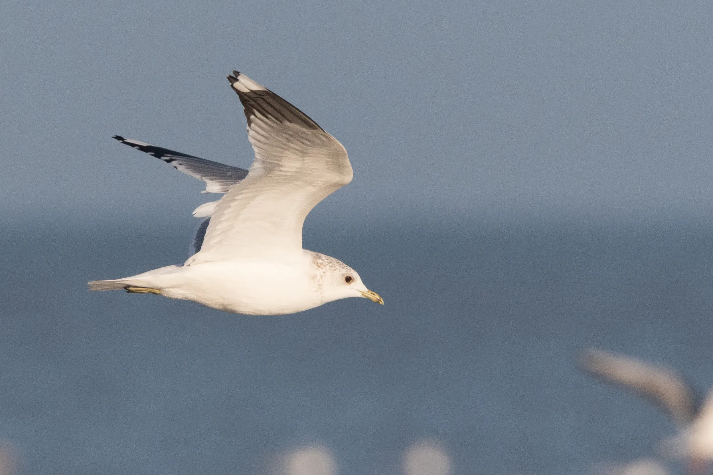 20170121-Common Gull Adult-01.jpg