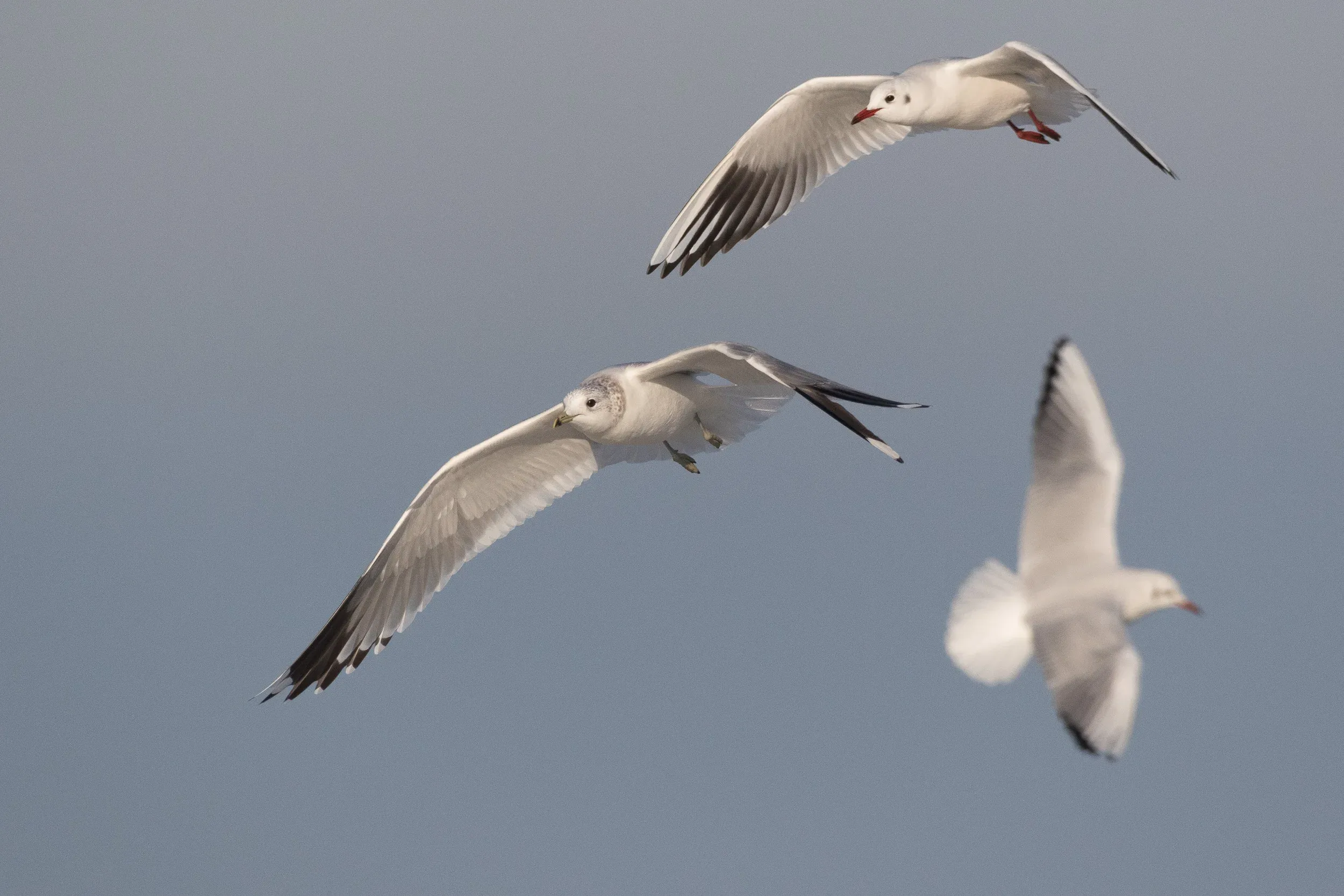 Common Gull (Larus canus) &#x26; Black-headed Gulls (Chroicocephalus ridibundus