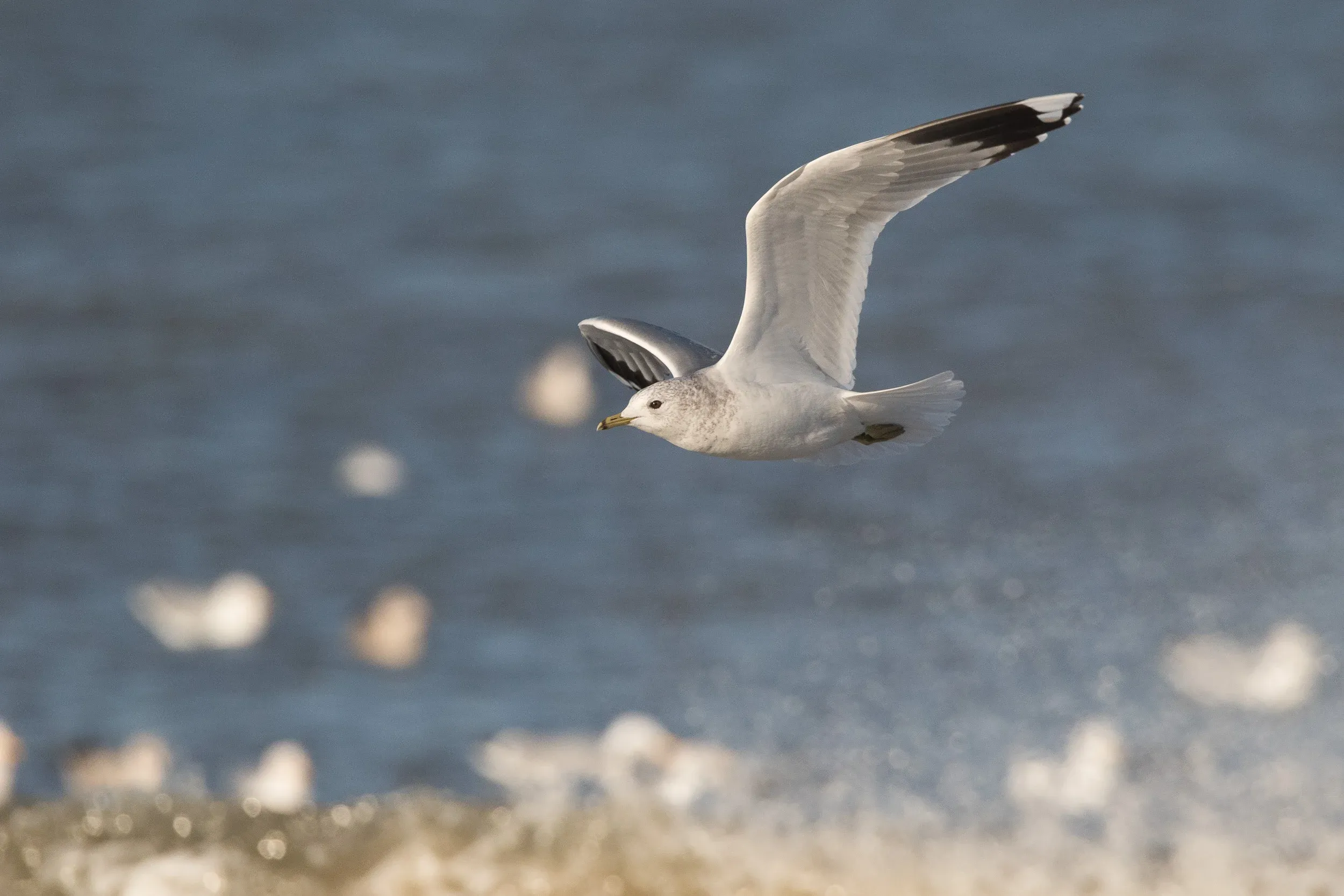 Common Gull (Larus canus)