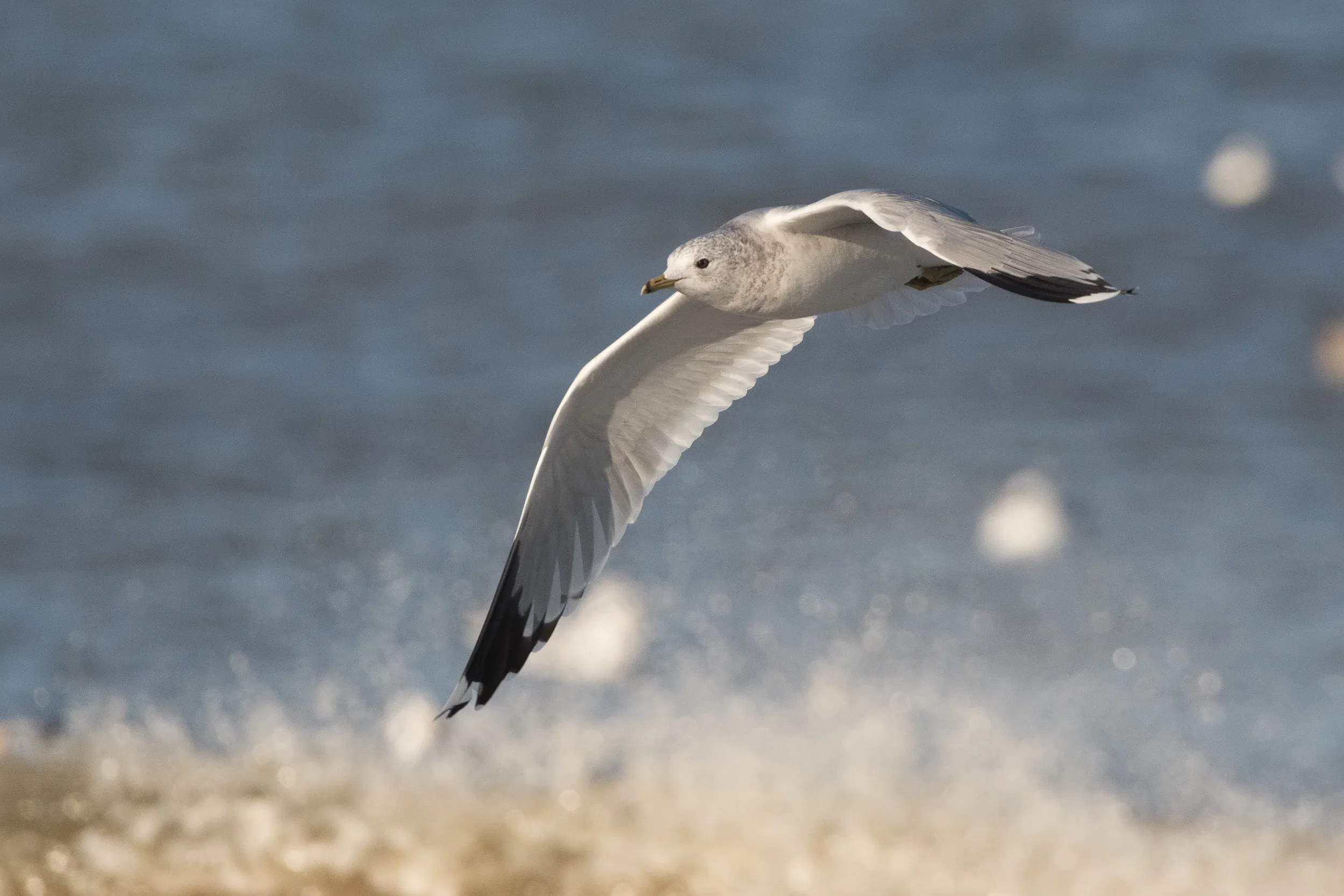 Common Gull (Larus canus)
