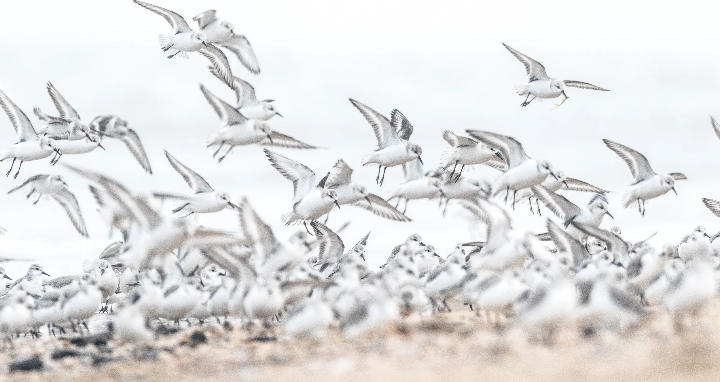 Sanderlings (Calidris alba)