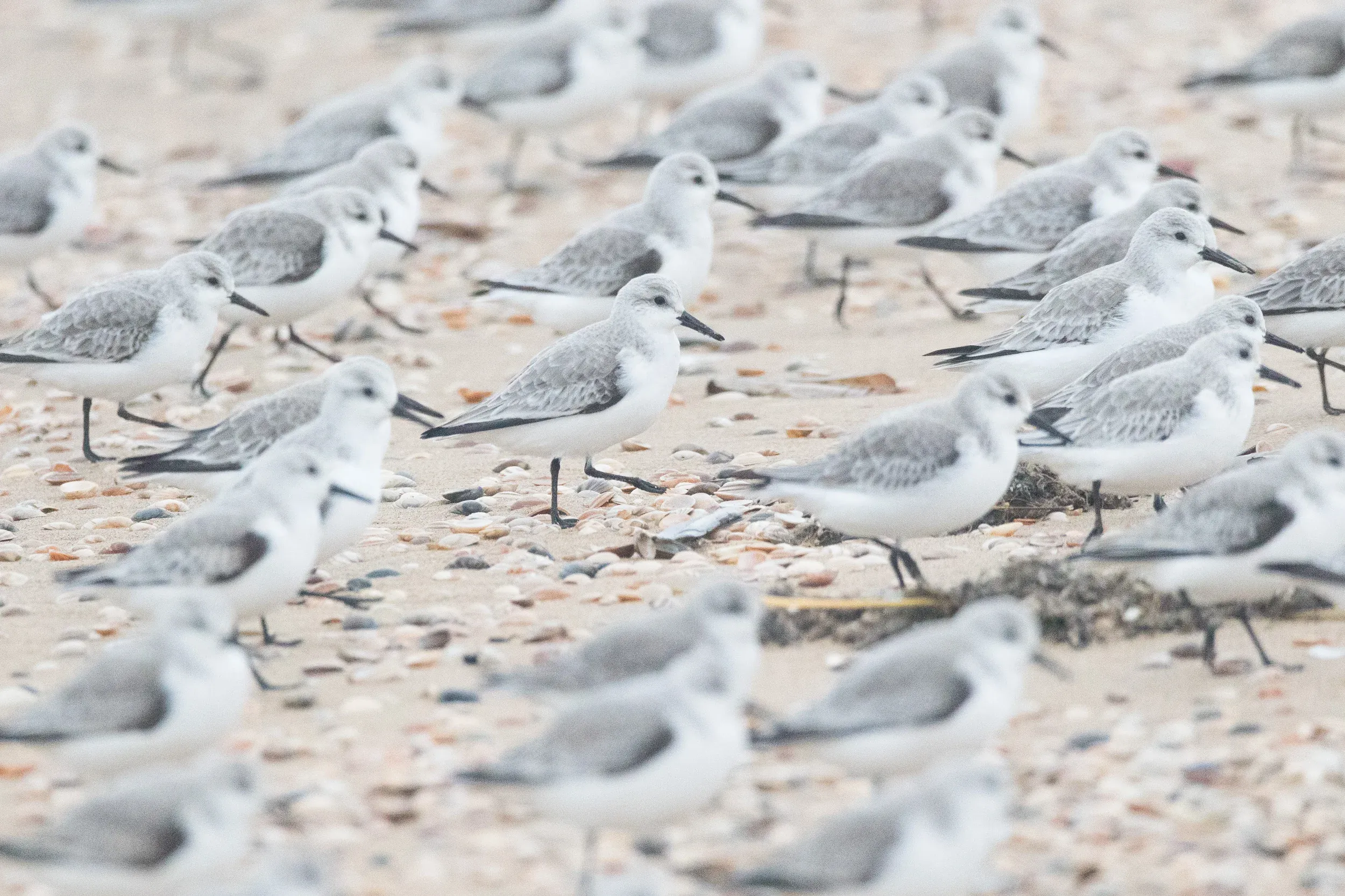 Sanderlings (Calidris alba)