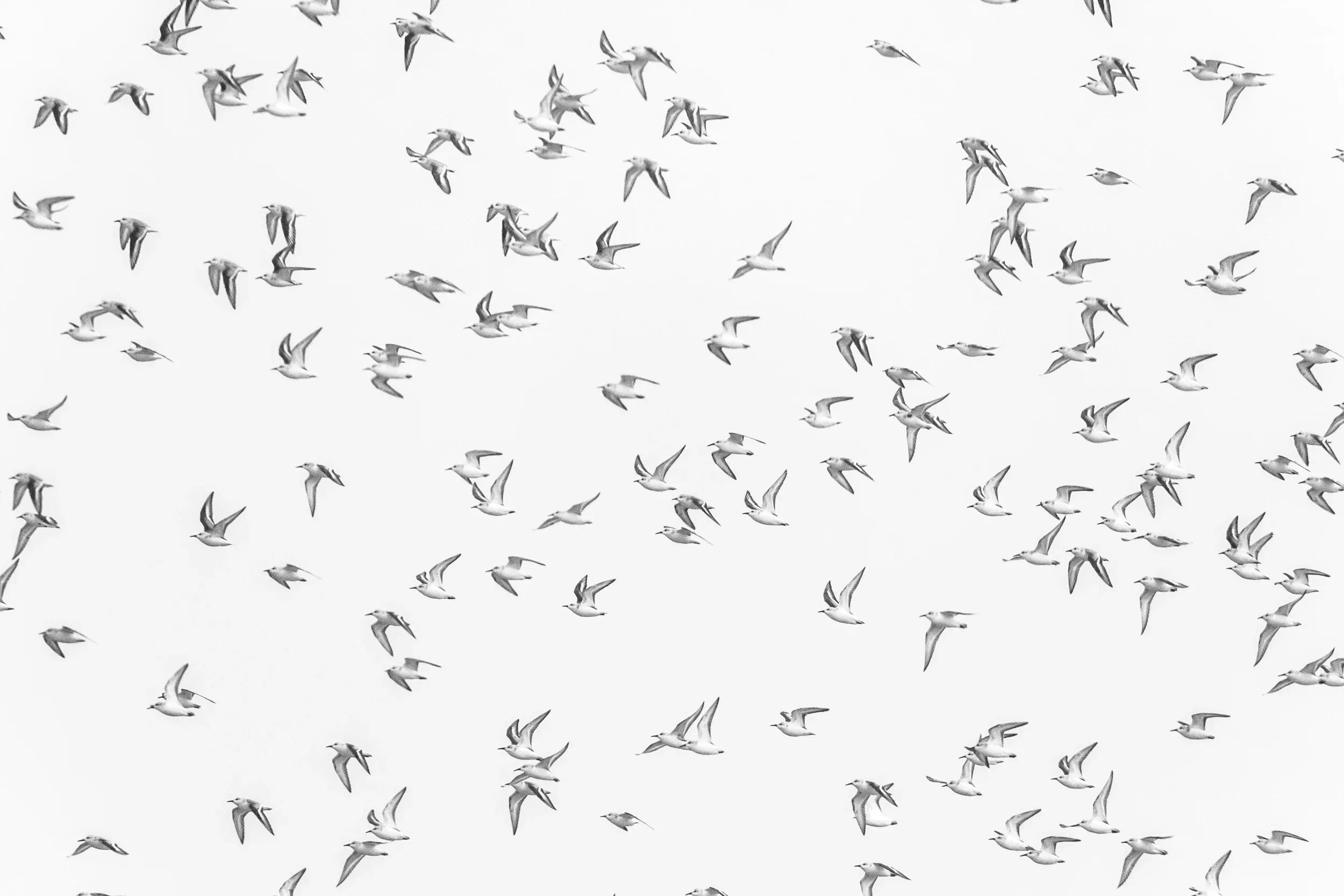 Sanderlings (Calidris alba)