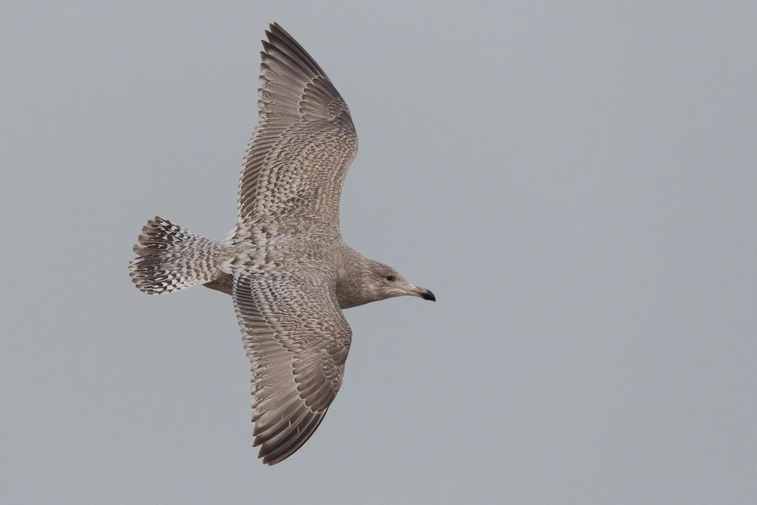 Viking Gull (Larus argentatus x L. hyperboreus)