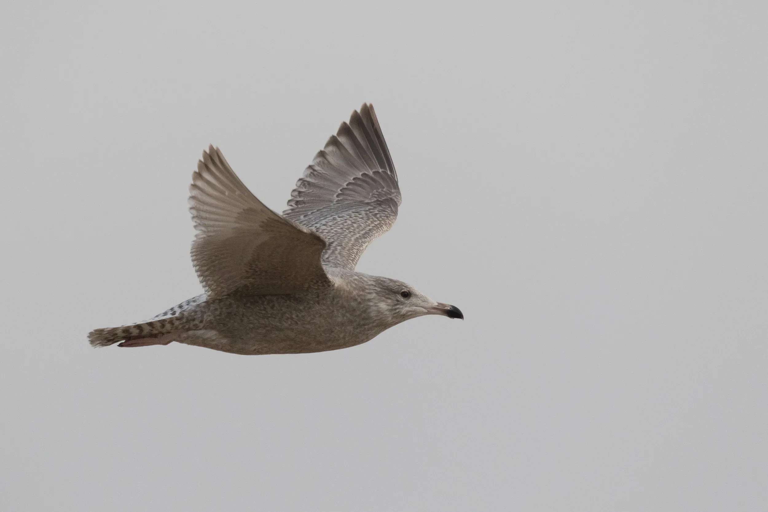 Viking Gull (Larus argentatus x L. hyperboreus)