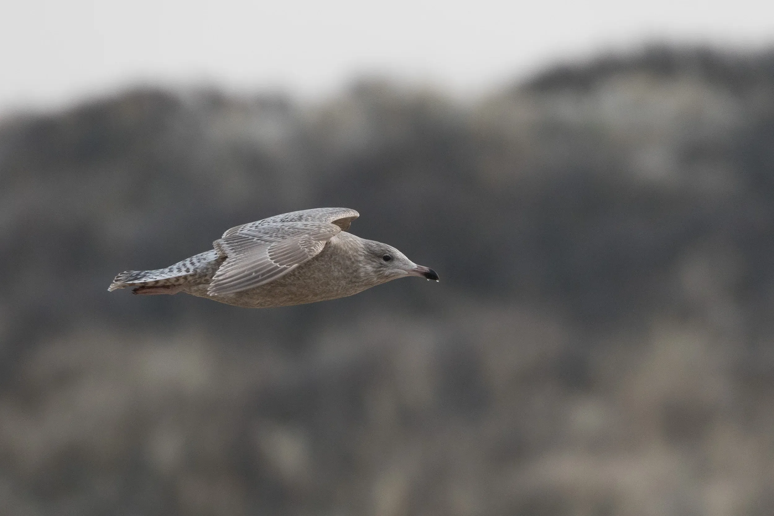 Viking Gull (Larus argentatus x L. hyperboreus)