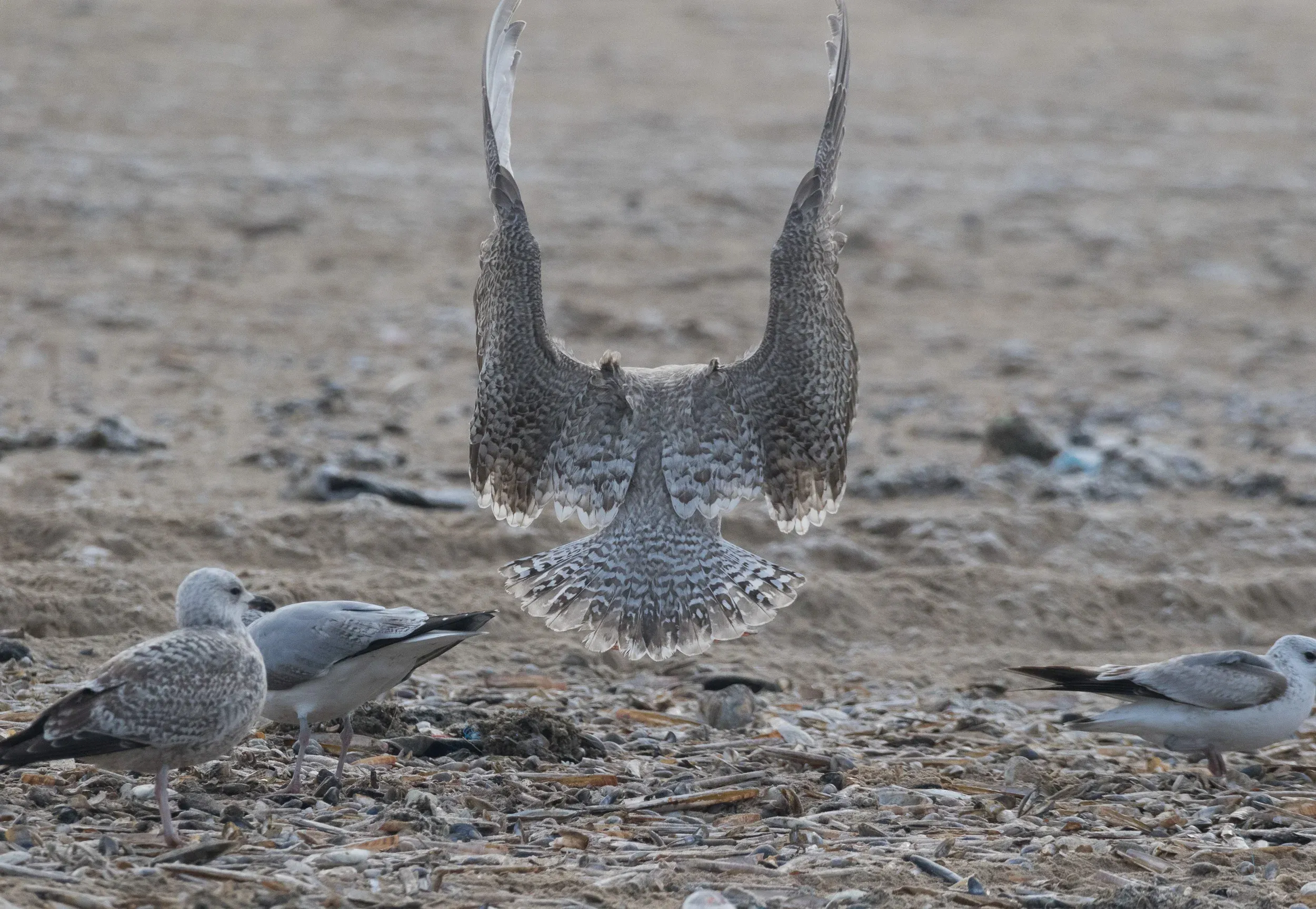 Viking Gull (Larus argentatus x L. hyperboreus). Look at those beautifully marked feathers!