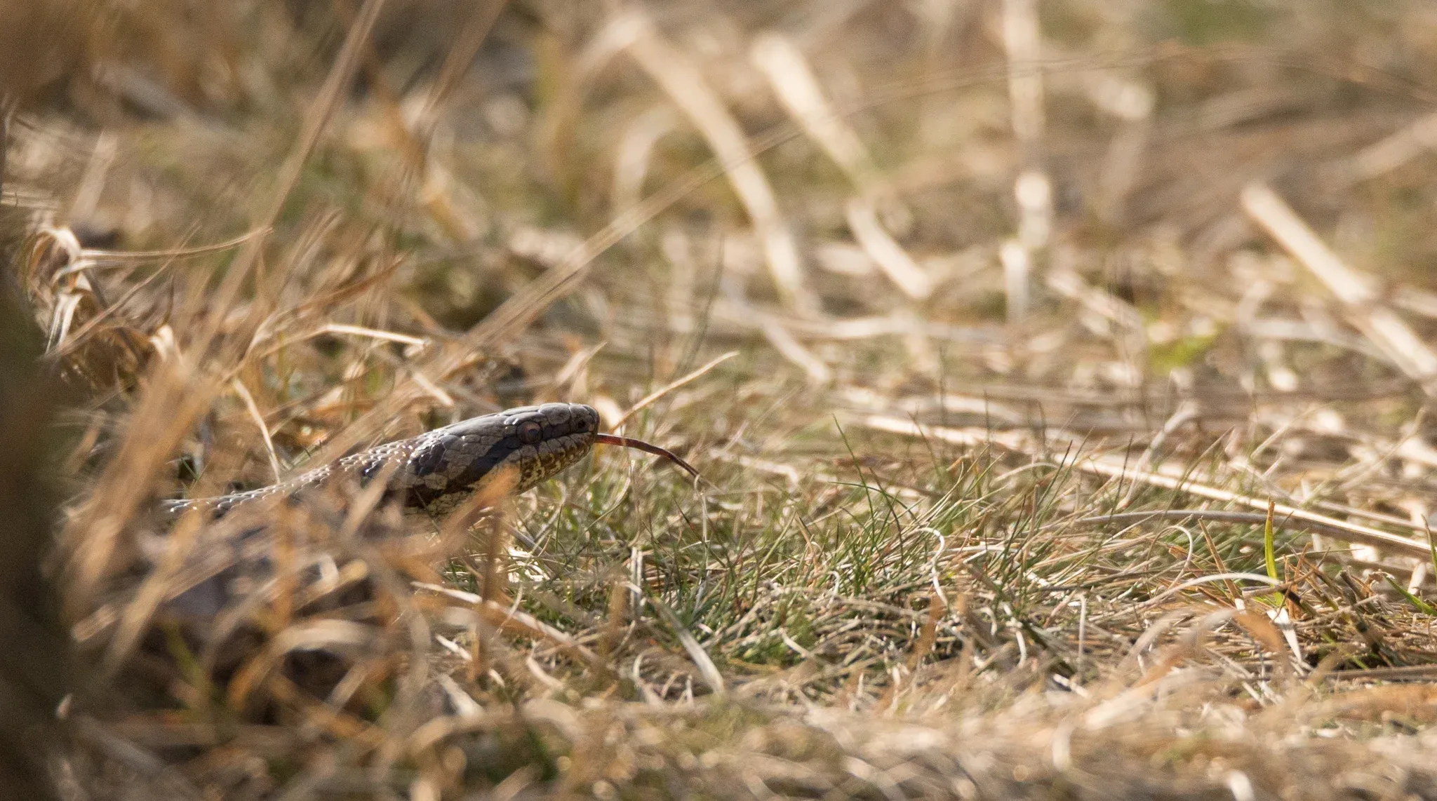 Smooth Snake ( Coronella austriaca )