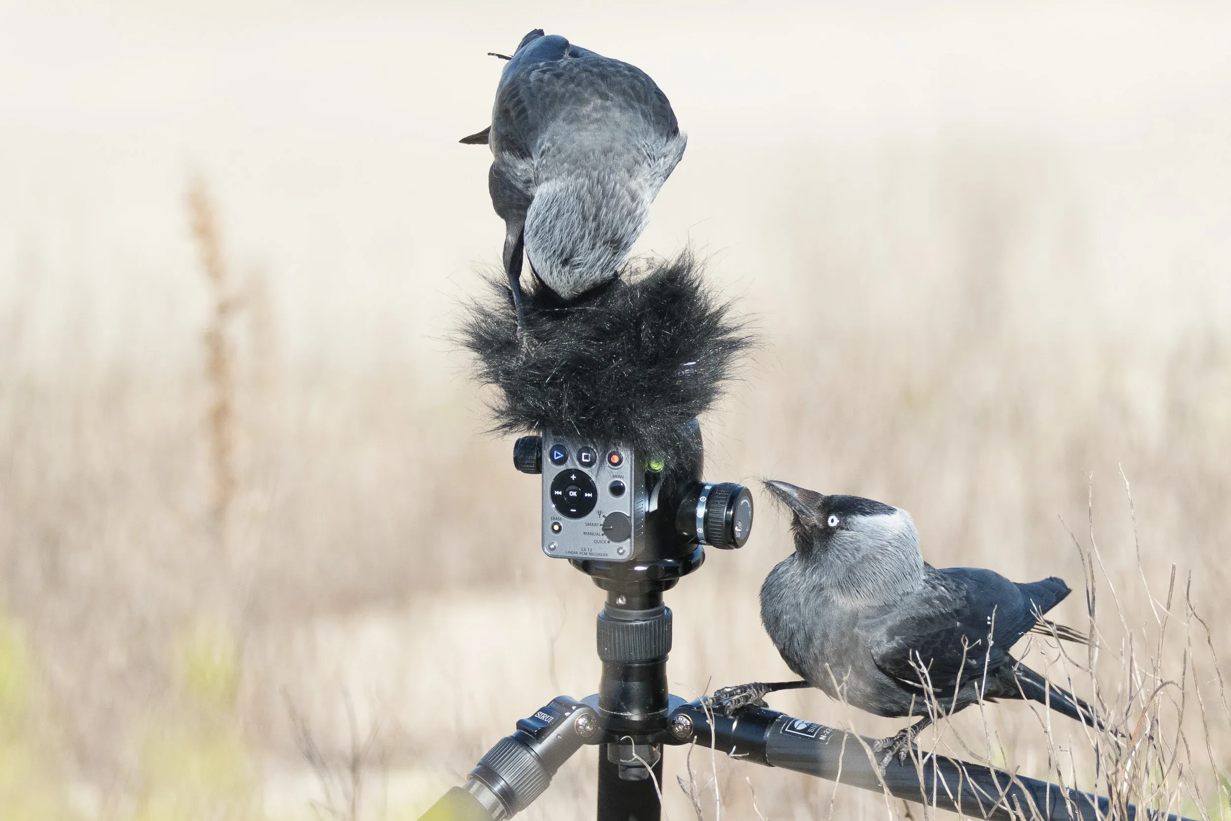 Jackdaw (Corvus monedula)